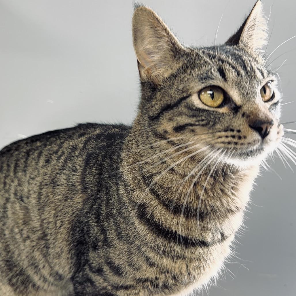 PomPom, a Adoptable Domestic Short Hair in Duncan, OK image 5/6