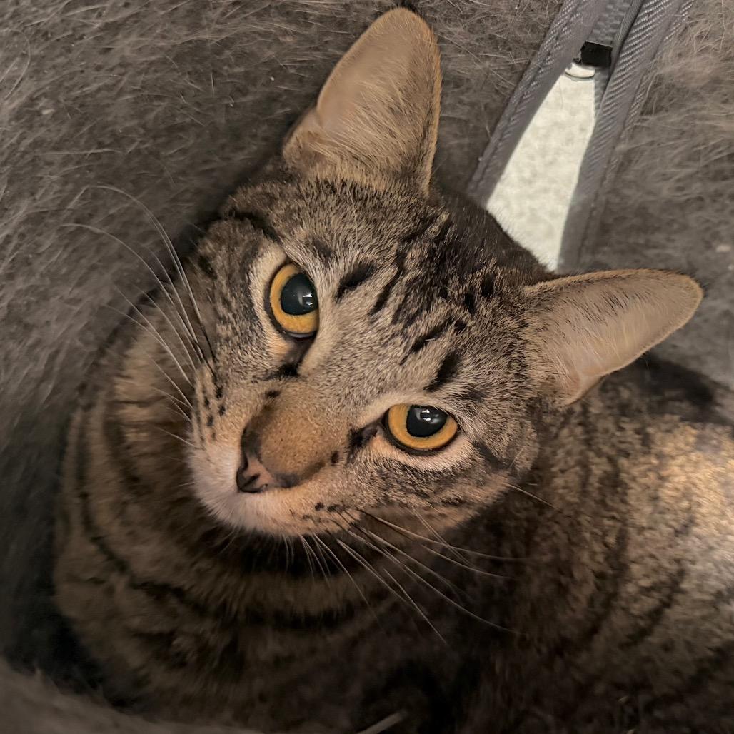PomPom, a Adoptable Domestic Short Hair in Duncan, OK image 6/6