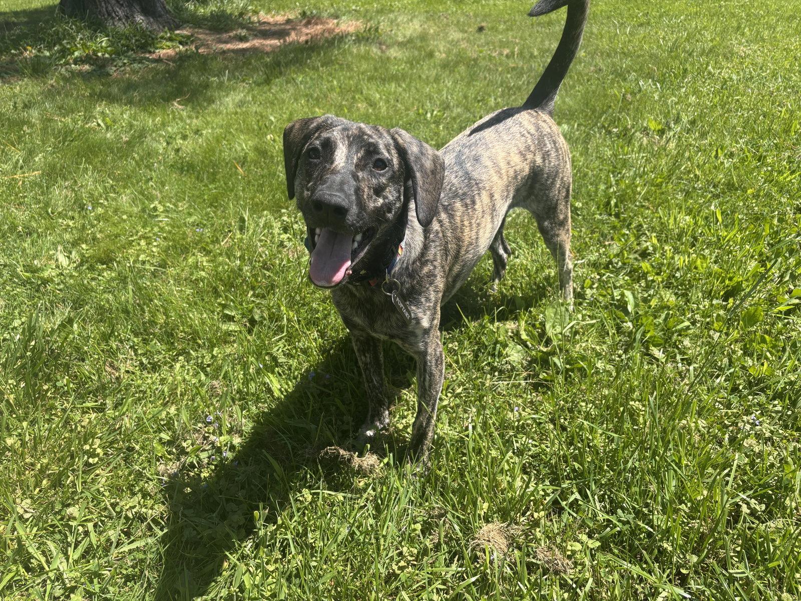 Poptart-Awesome Family Dog for all ages, Adopted, Young Male Hound.