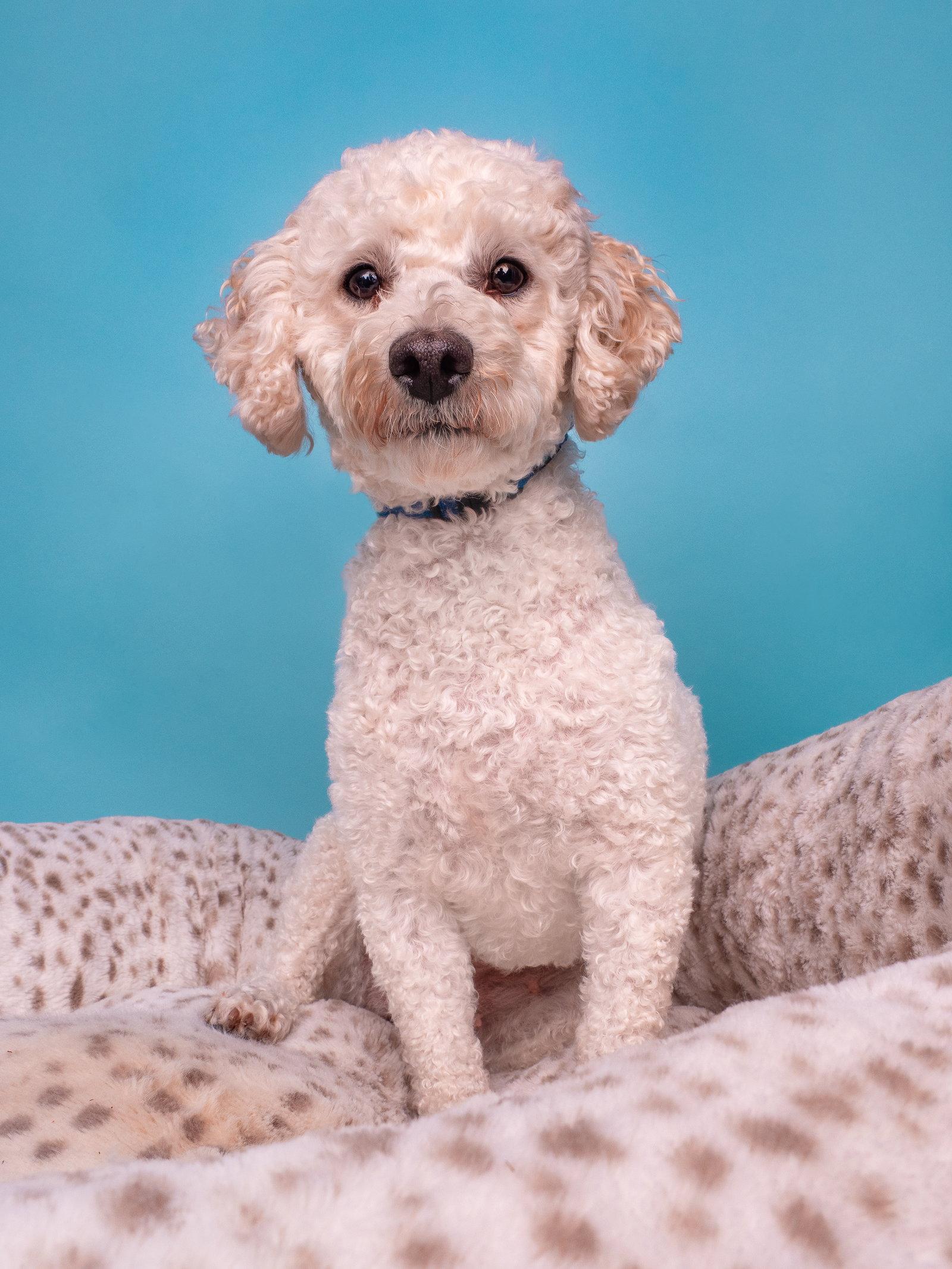 Eclair, Adoptable, Young Female Maltese & Poodle.