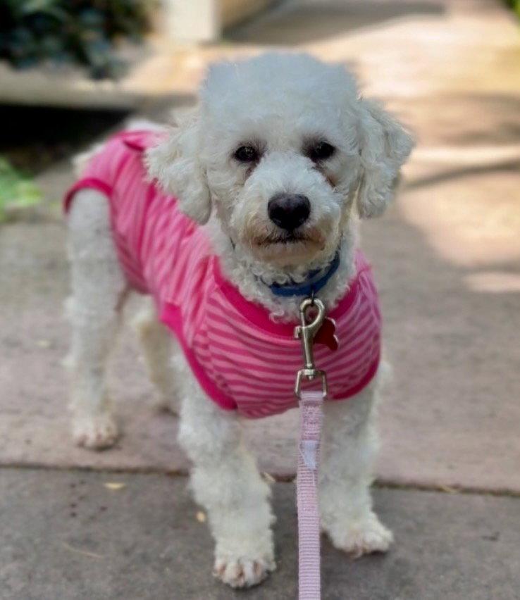 Eclair, Adoptable, Young Female Maltese & Poodle.