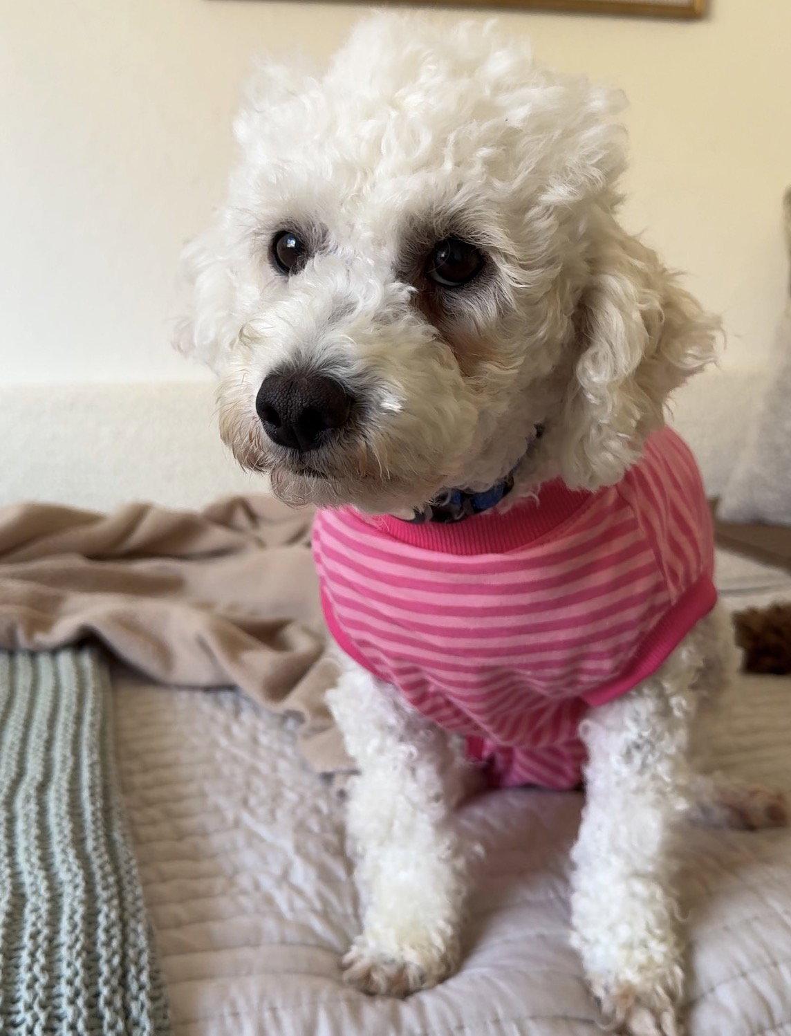 Enlarge Eclair, a Adoptable mixed breed in Palo Alto, CA image 2/2