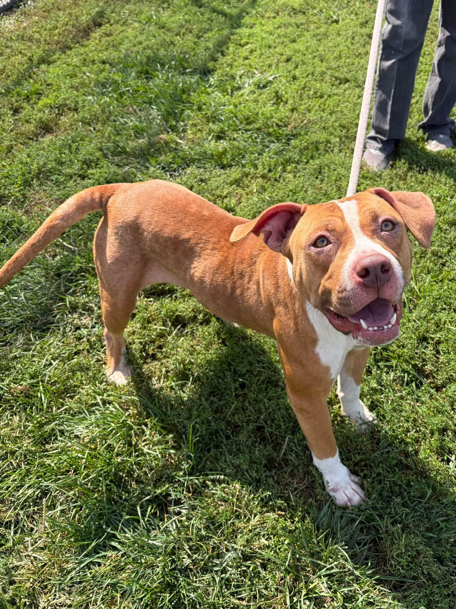 Enlarge Luna, a Adoptable mixed breed in Winchester, VA image 6/6