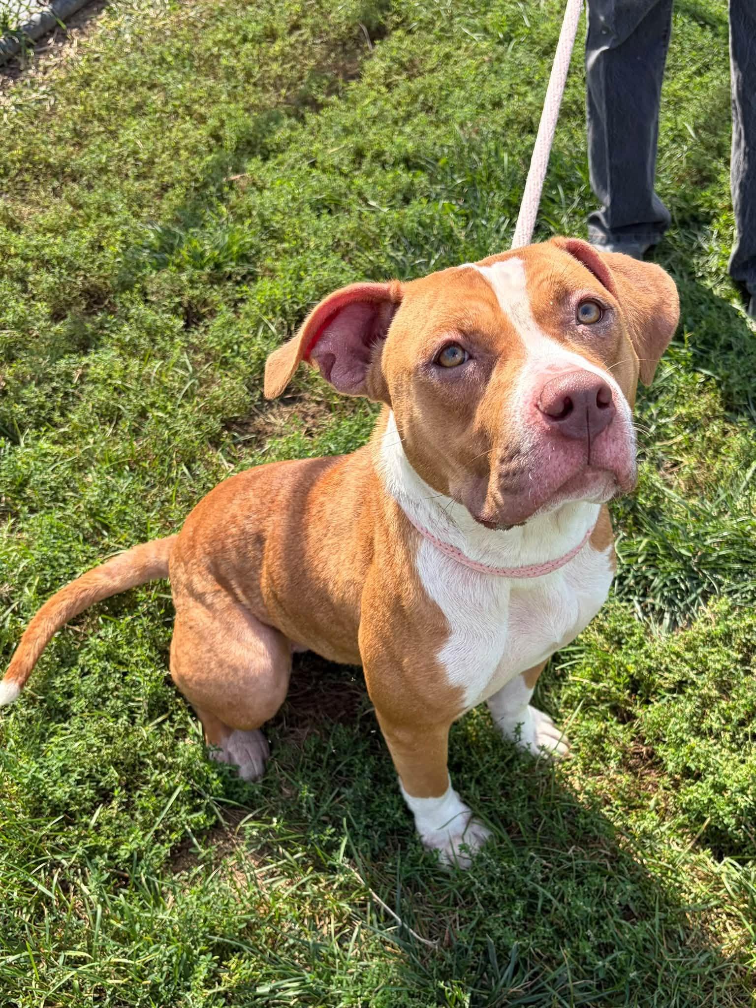Enlarge Luna, a Adoptable mixed breed in Winchester, VA image 2/6