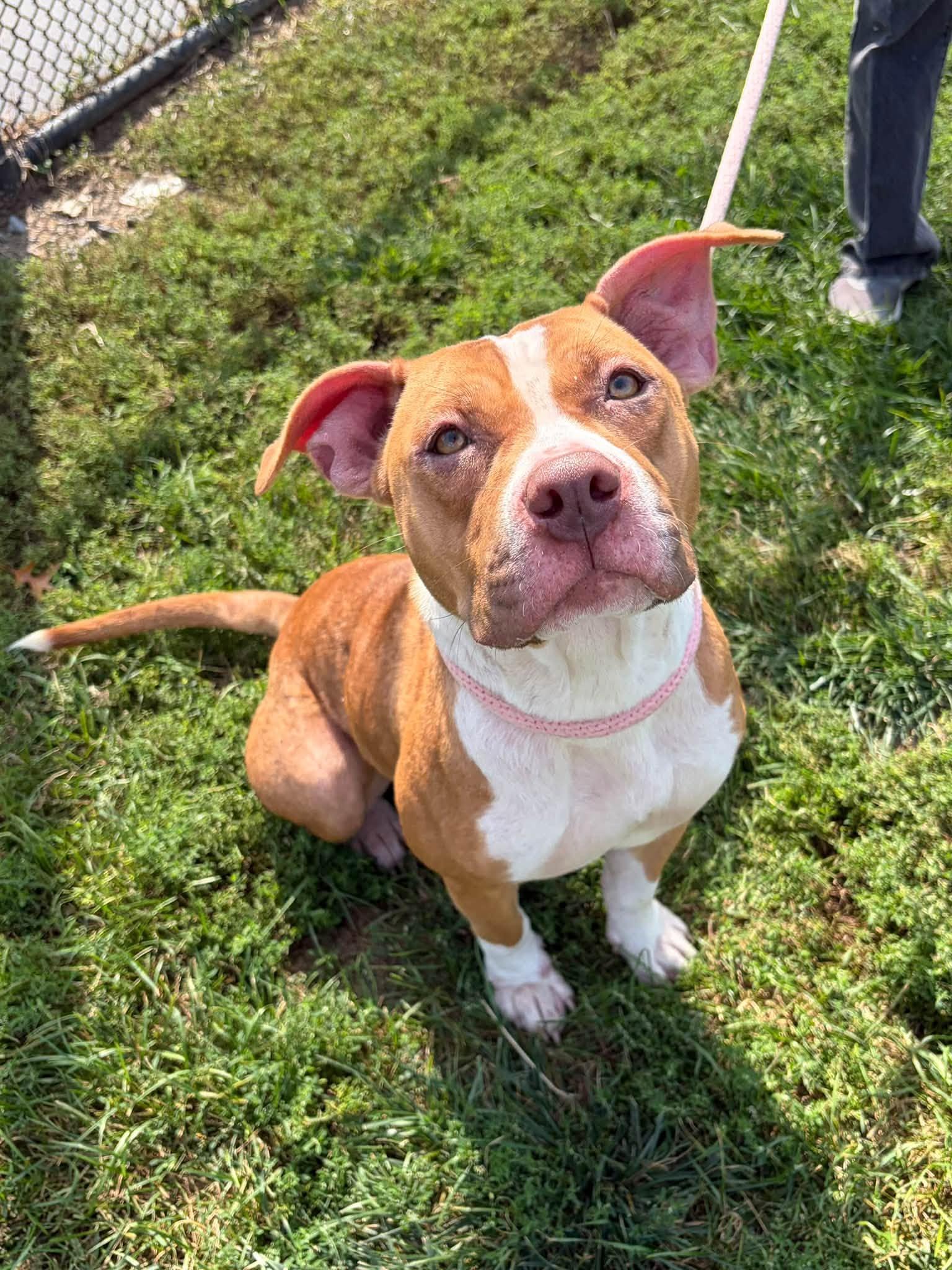 Enlarge Luna, a Adoptable mixed breed in Winchester, VA image 1/6