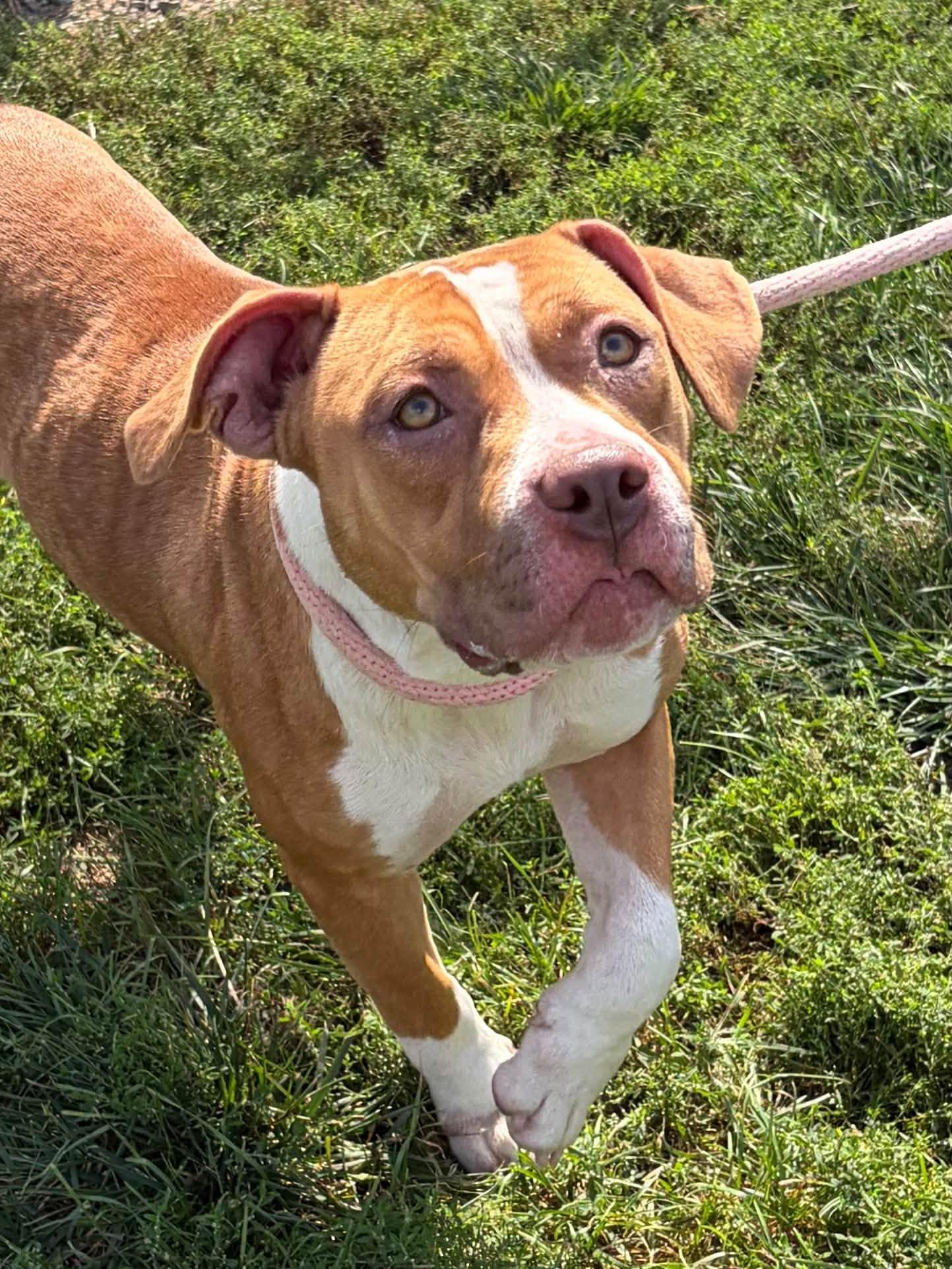 Enlarge Luna, a Adoptable mixed breed in Winchester, VA image 3/6