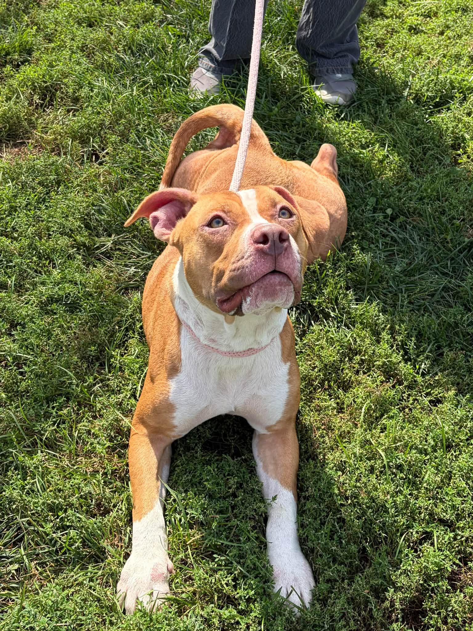 Enlarge Luna, a Adoptable mixed breed in Winchester, VA image 4/6