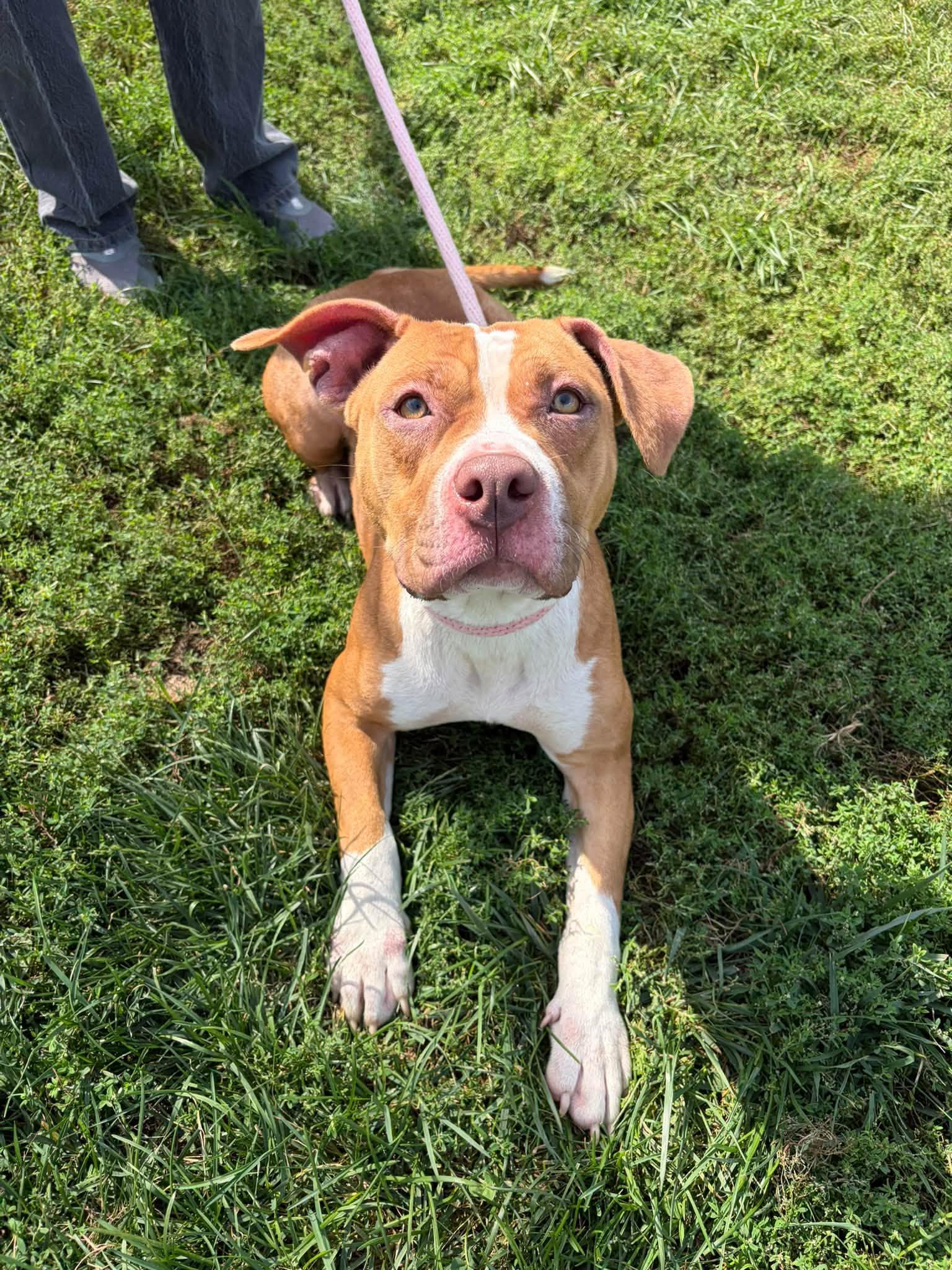 Enlarge Luna, a Adoptable mixed breed in Winchester, VA image 5/6