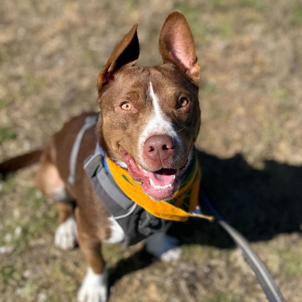 Brookie, Adoptable, Adult Female Mixed Breed.
