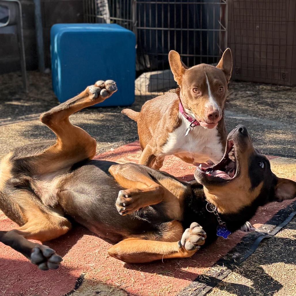 Enlarge Brookie, a Adoptable Mixed Breed in San Francisco, CA image 2/6