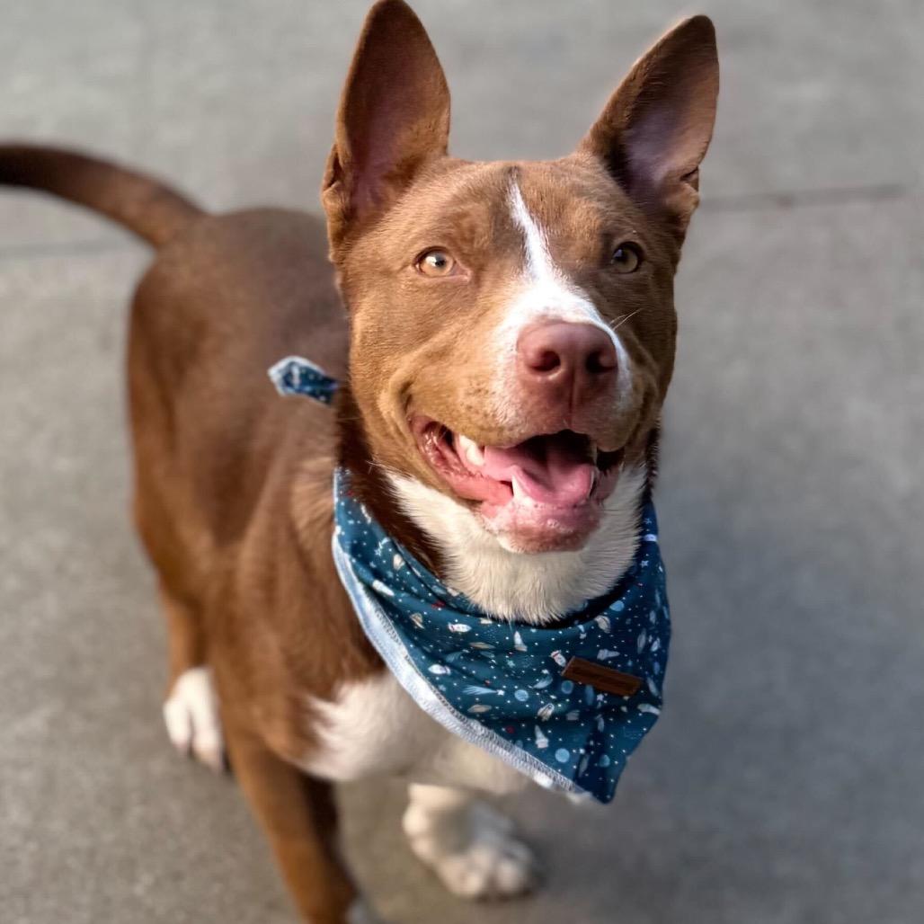Enlarge Brookie, a Adoptable Mixed Breed in San Francisco, CA image 3/6