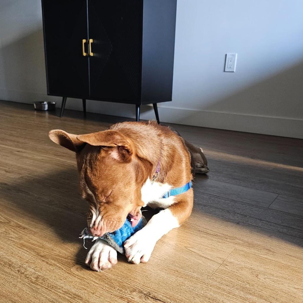 Enlarge Brookie, a Adoptable Mixed Breed in San Francisco, CA image 5/6