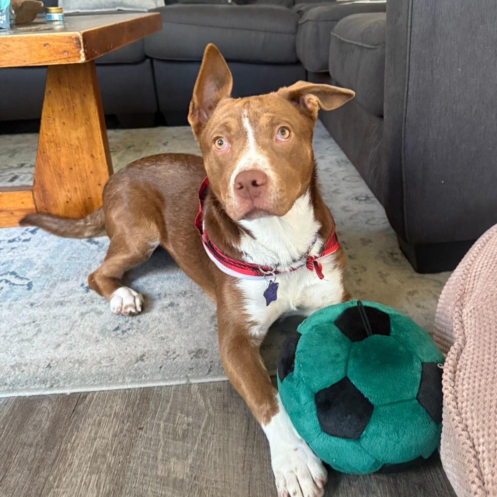 Enlarge Brookie, a Adoptable Mixed Breed in San Francisco, CA image 6/6