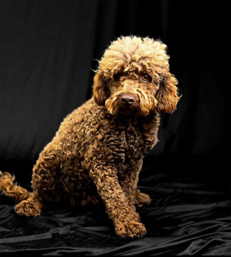 Max, Adopted, Adult Male Poodle.