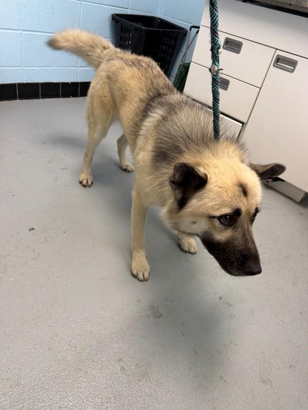 Enlarge Ic-08 Banshee, a Adoptable mixed breed in Lawrenceville, GA image 1/1