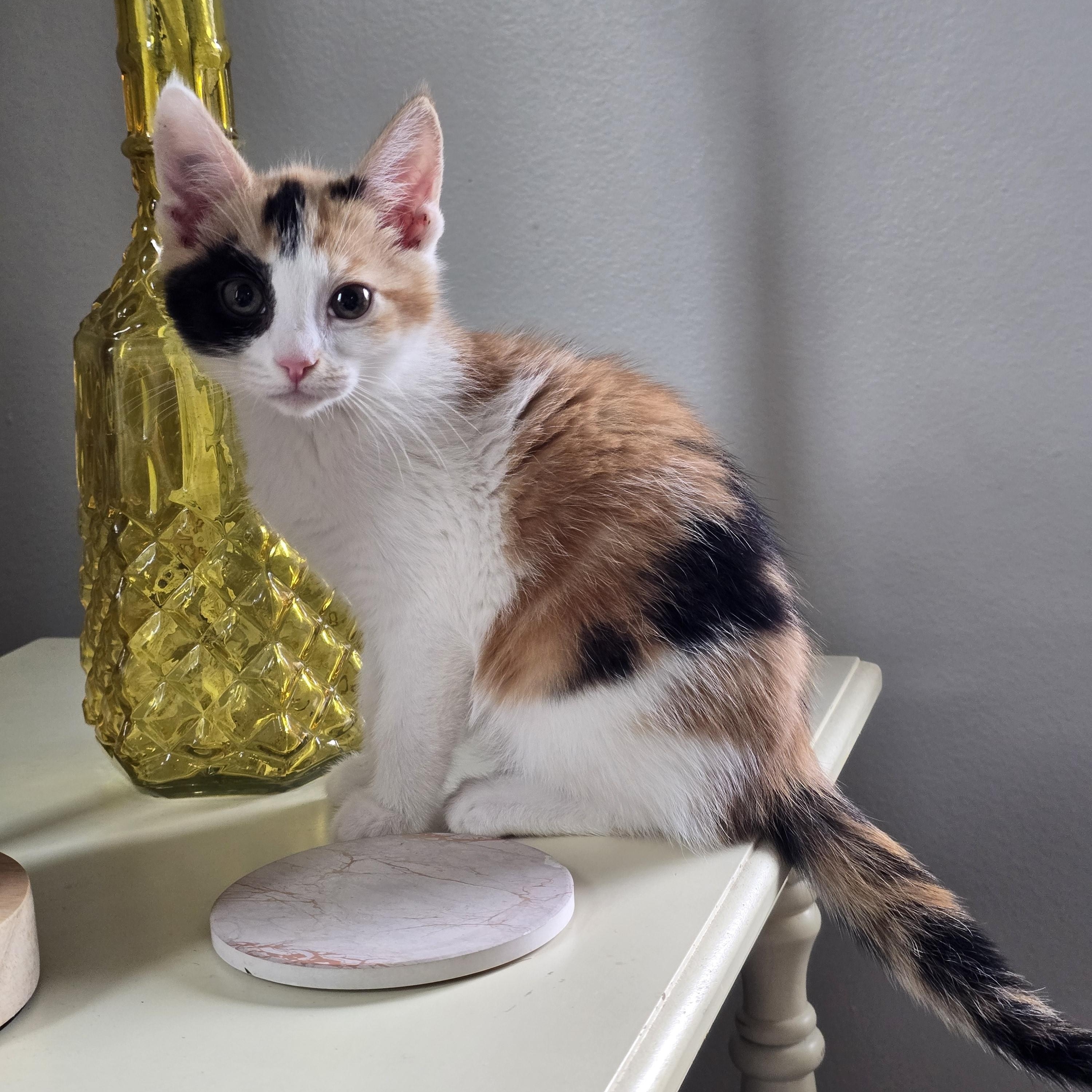 Enlarge Jellybean, an adopted Domestic Short Hair in Renton, WA image 2/6