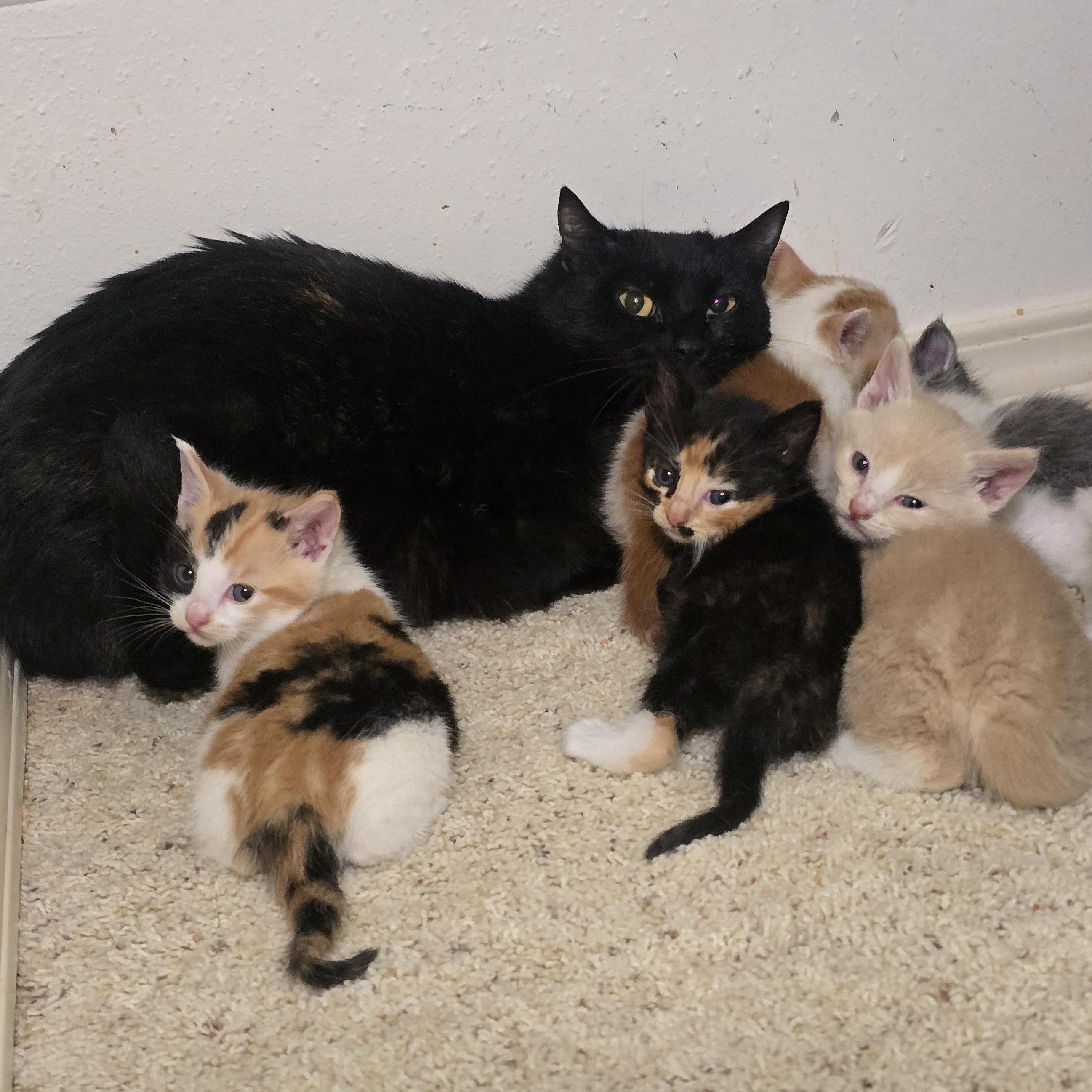 Enlarge Jellybean, an adopted Domestic Short Hair in Renton, WA image 6/6