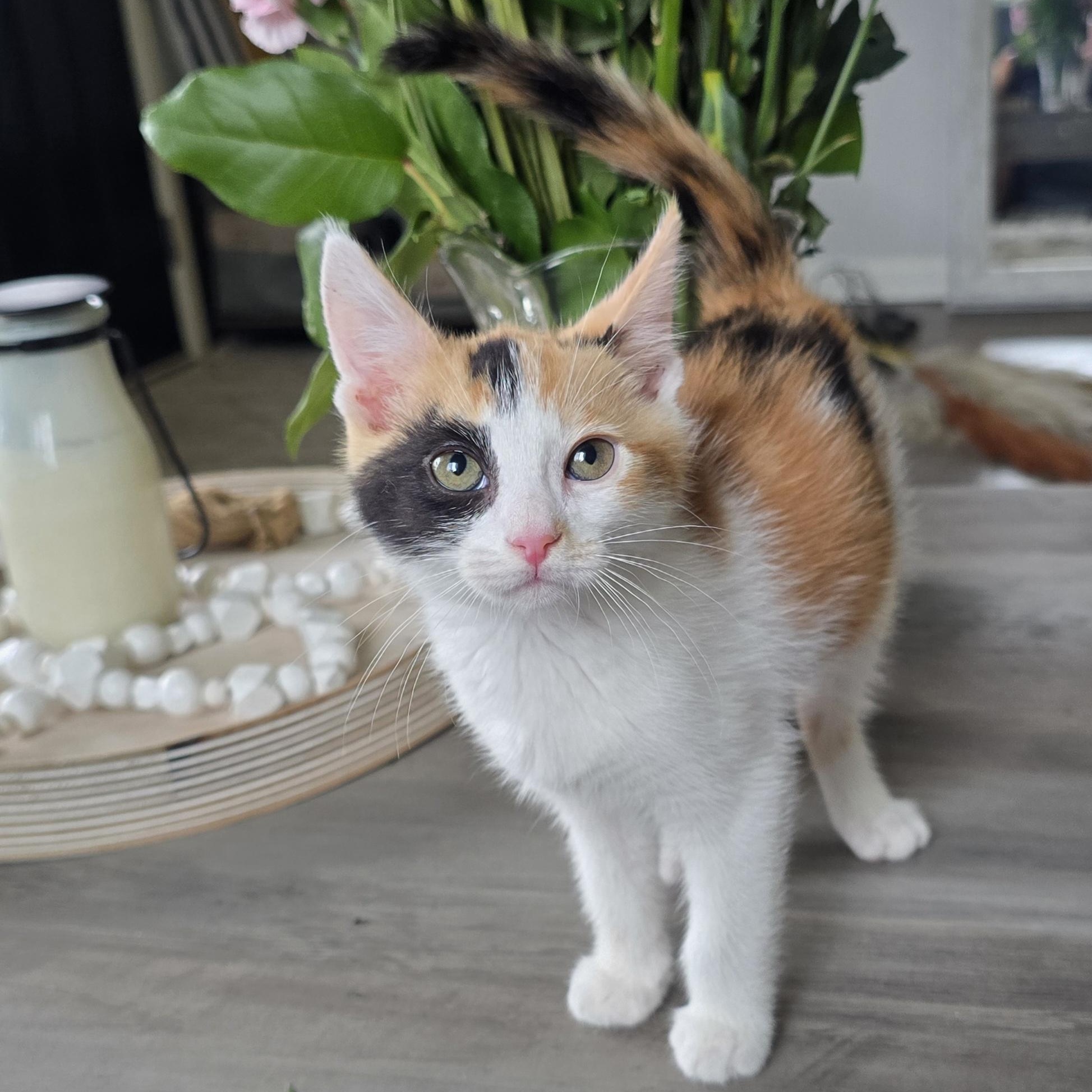 Enlarge Jellybean, an adopted Domestic Short Hair in Renton, WA image 1/6
