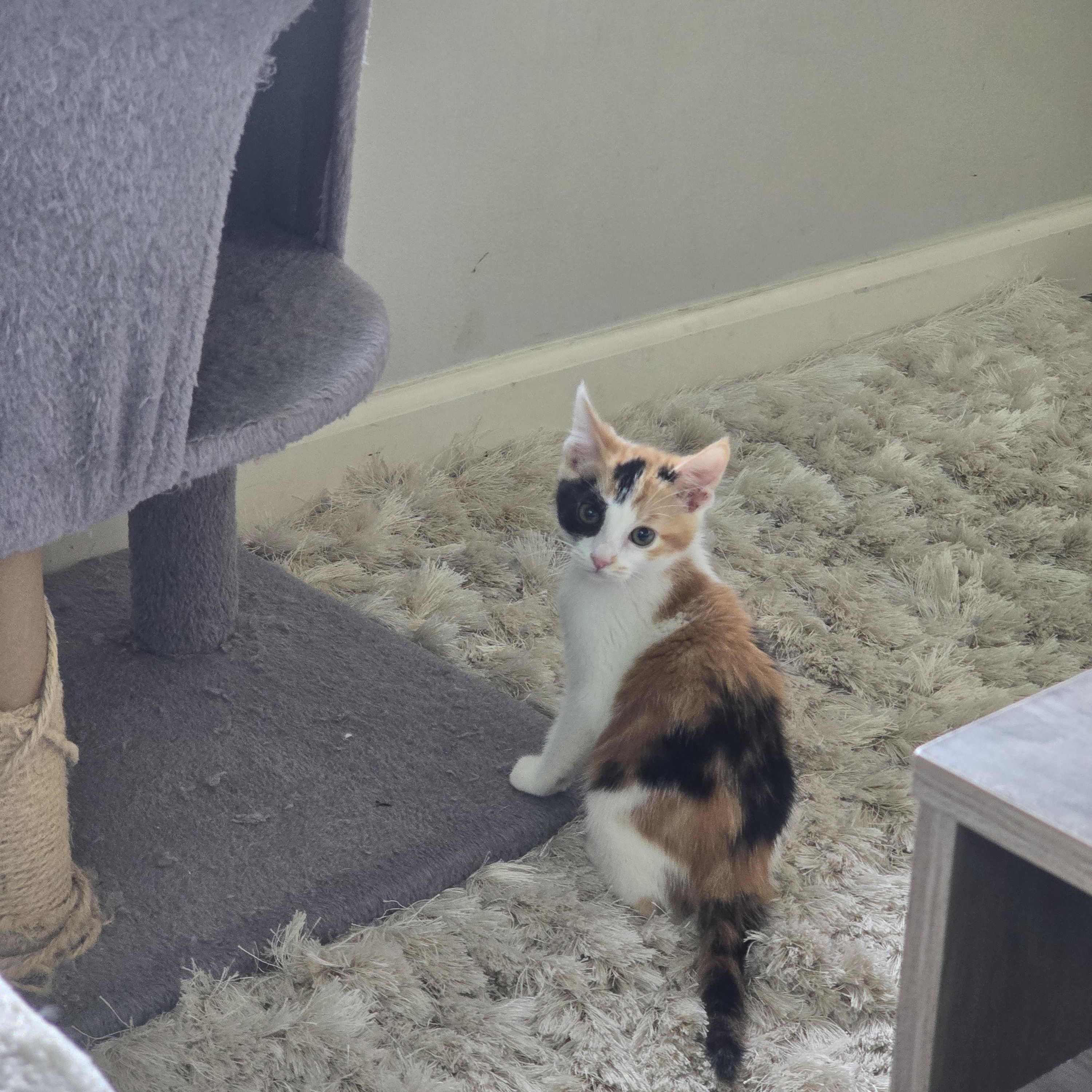 Enlarge Jellybean, an adopted Domestic Short Hair in Renton, WA image 3/6