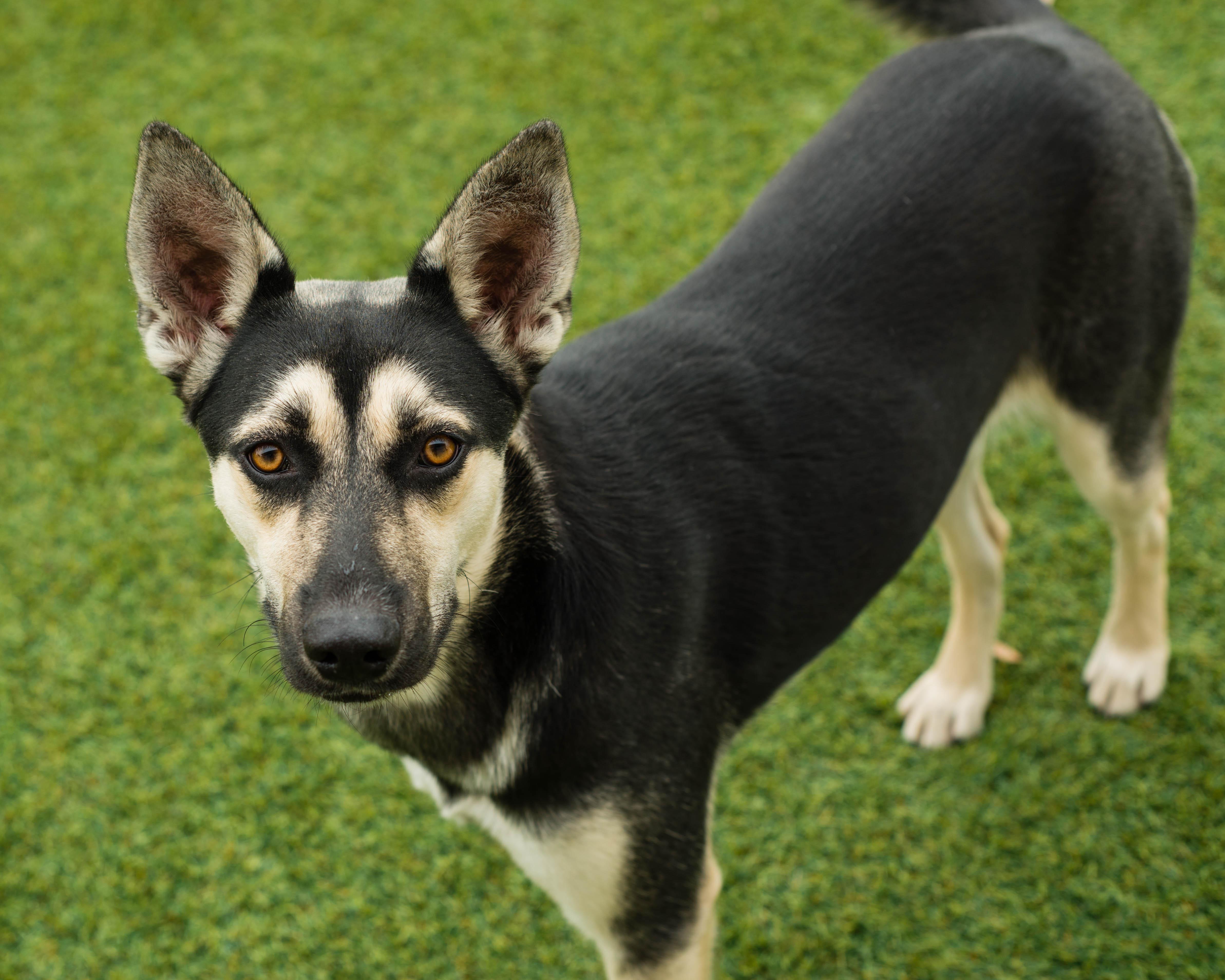 Enlarge Jessie, an adopted mixed breed in Mont Belvieu, TX image 1/2
