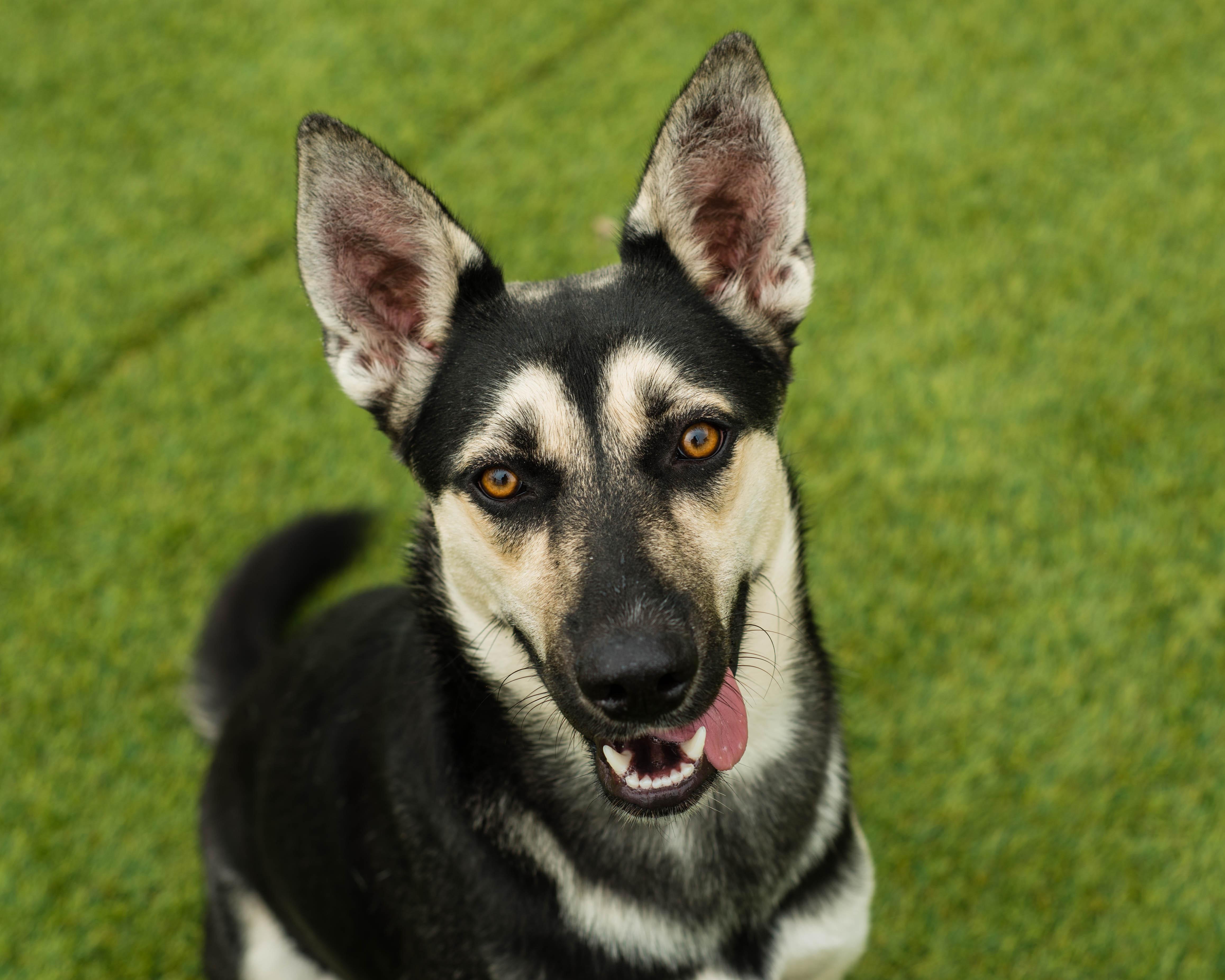 Enlarge Jessie, an adopted mixed breed in Mont Belvieu, TX image 2/2