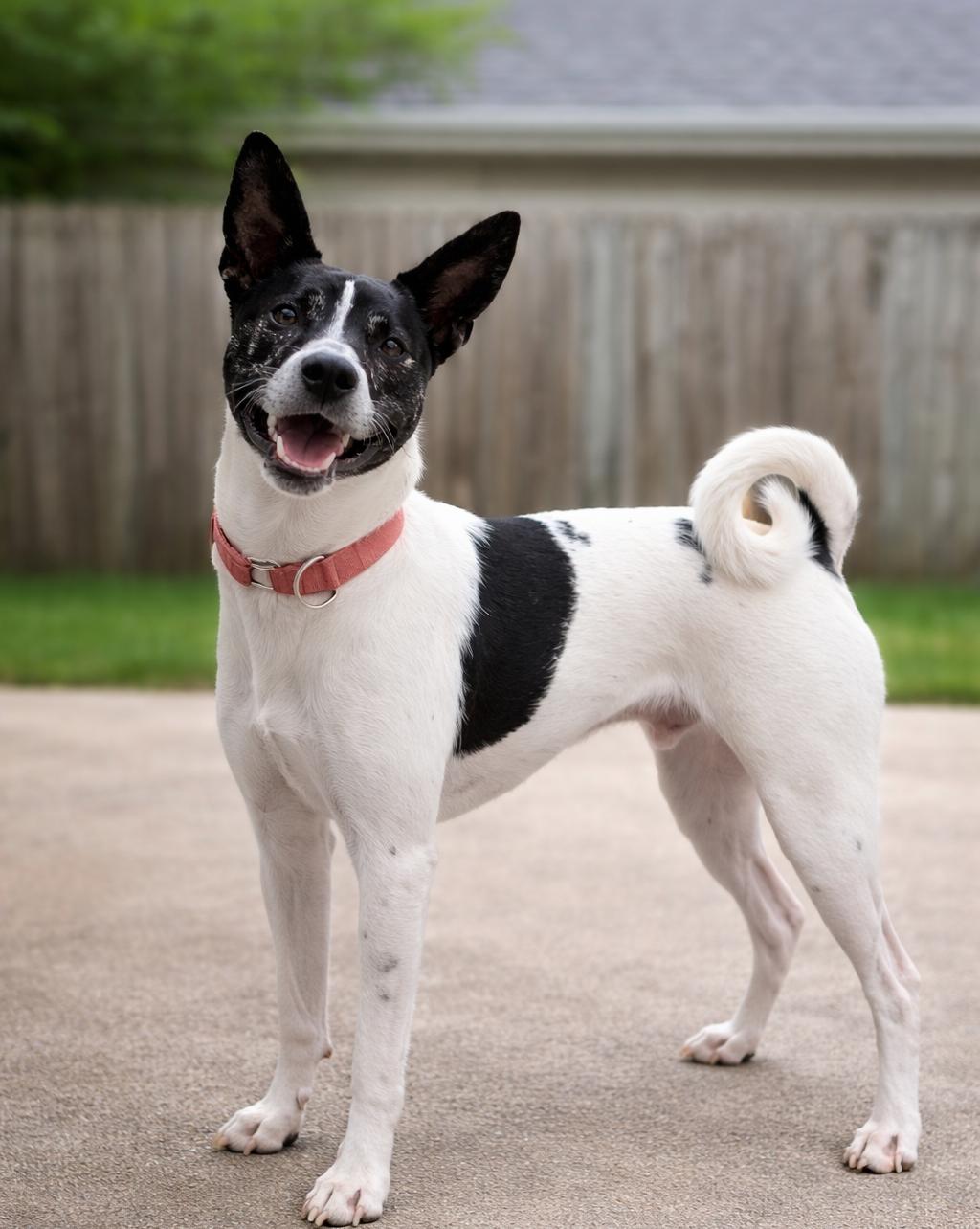 Dobby — thumbnail 4