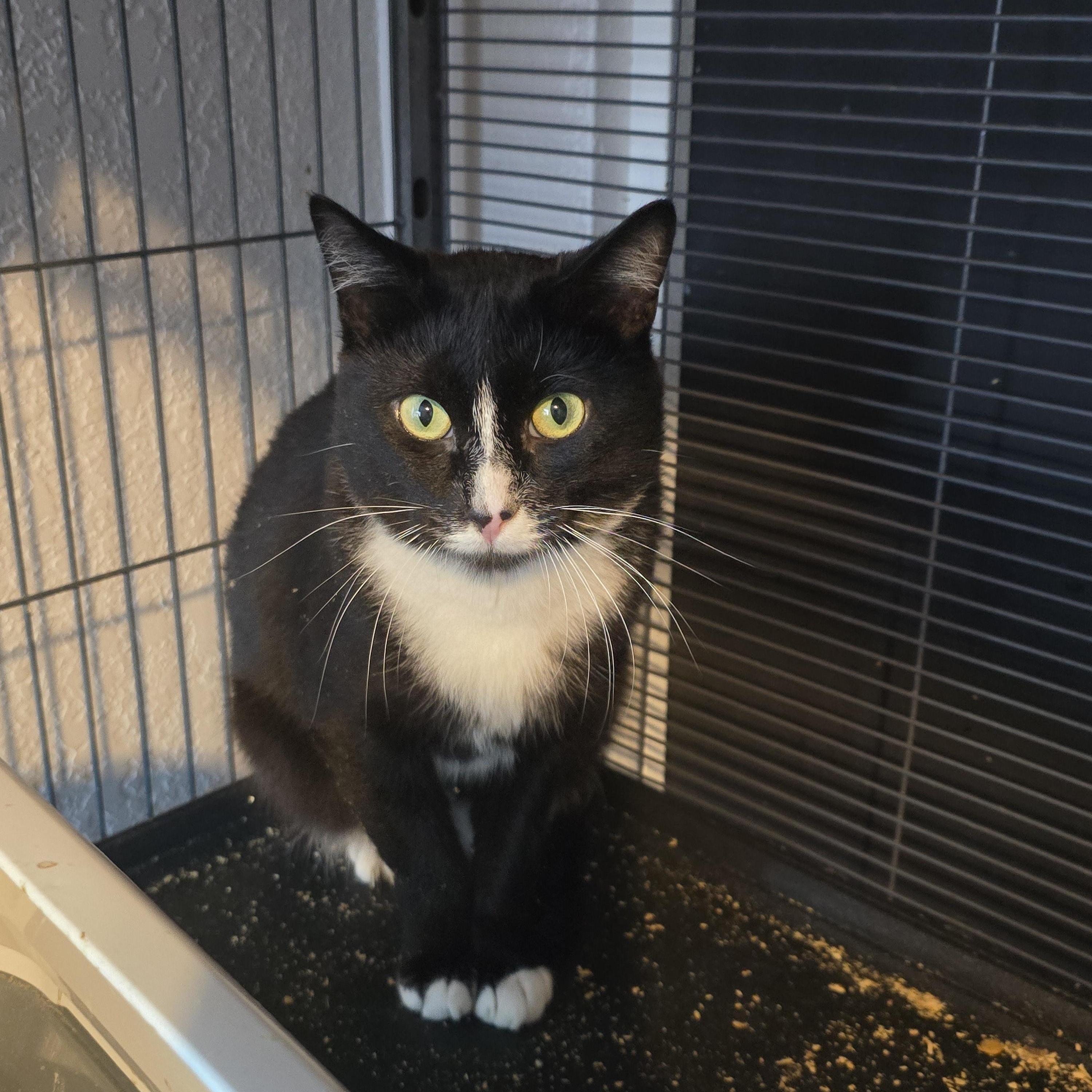 Enlarge Apollo, an adoptable Domestic Short Hair in Lacey, WA image 2/3