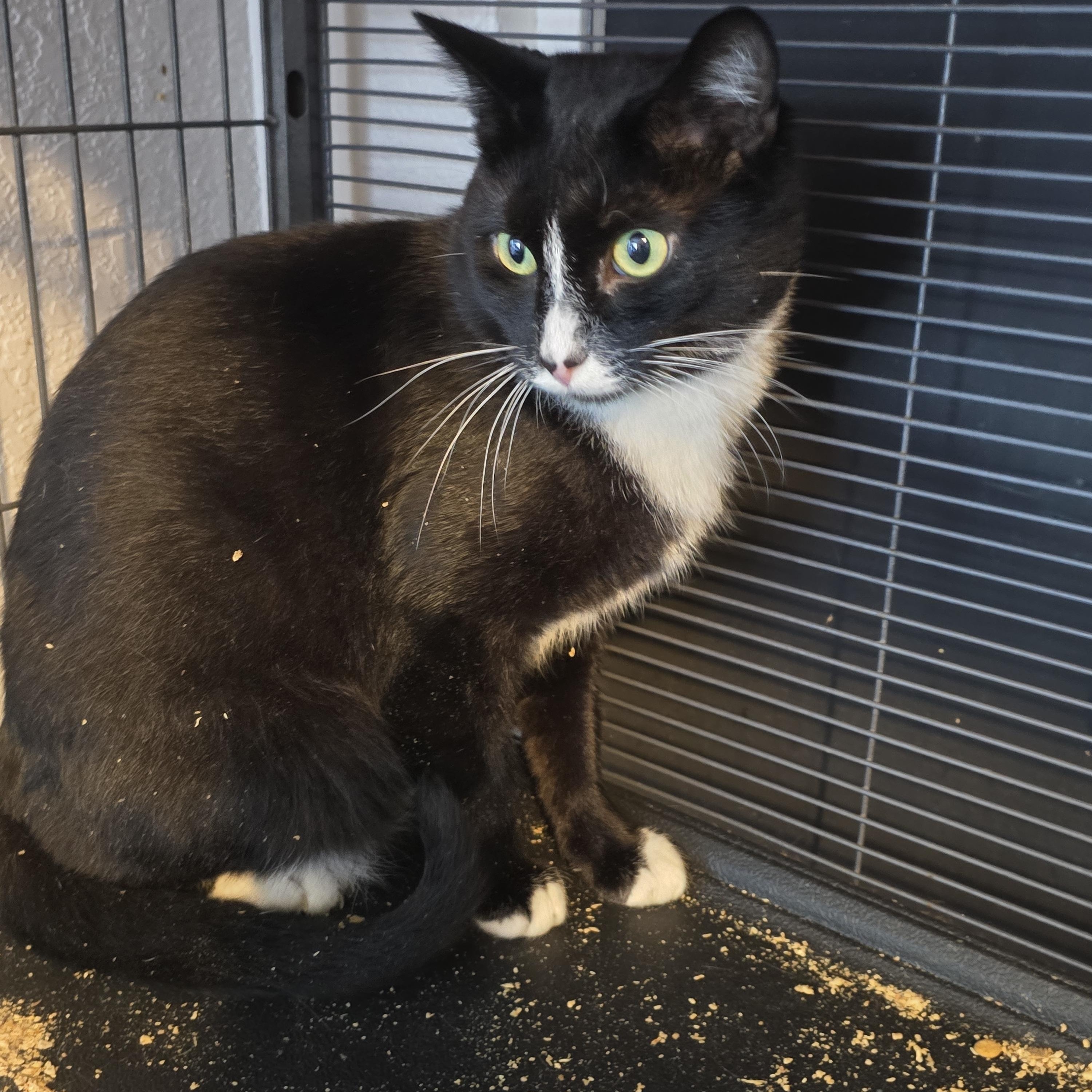 Enlarge Apollo, an adoptable Domestic Short Hair in Lacey, WA image 1/3