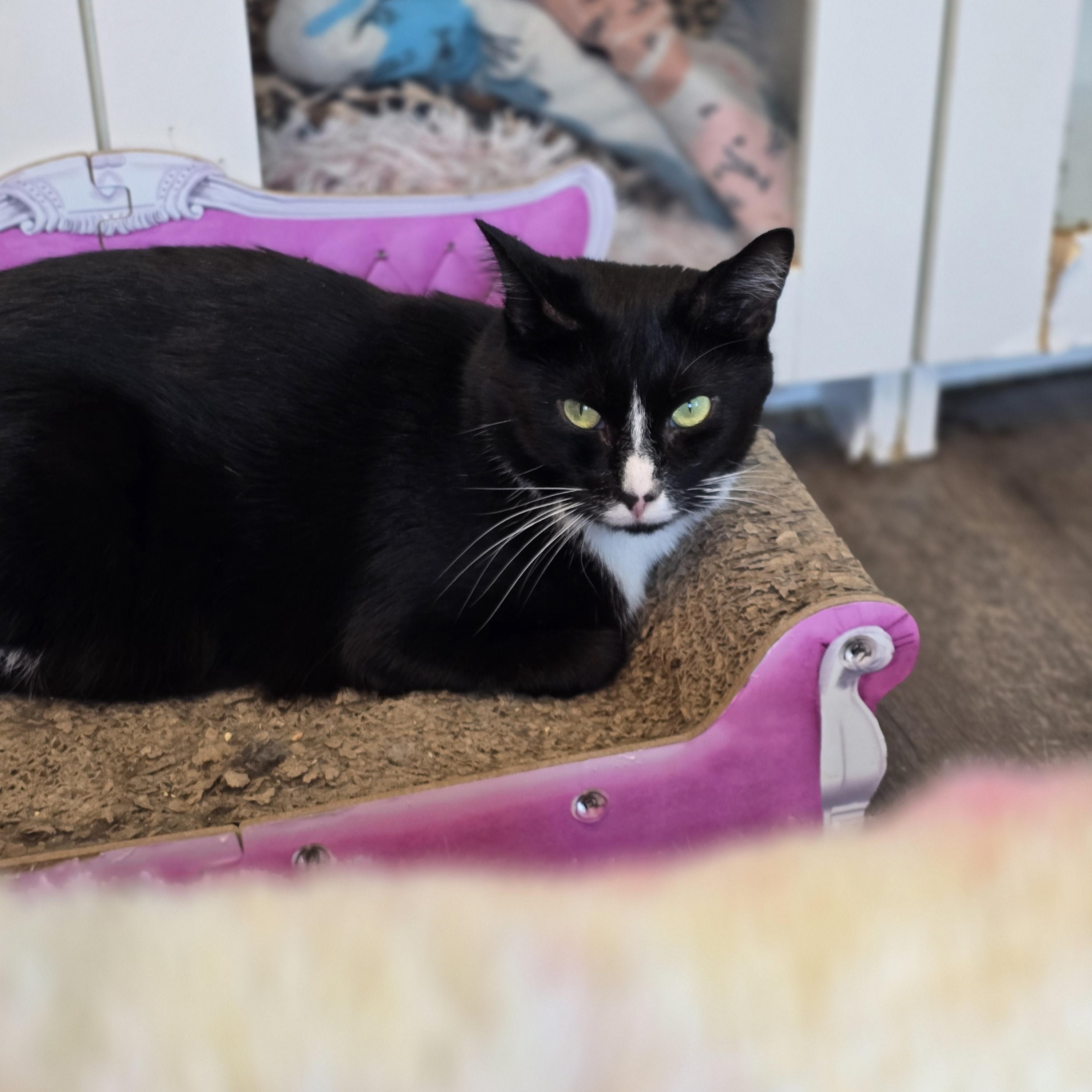Enlarge Apollo, an adoptable Domestic Short Hair in Lacey, WA image 1/1