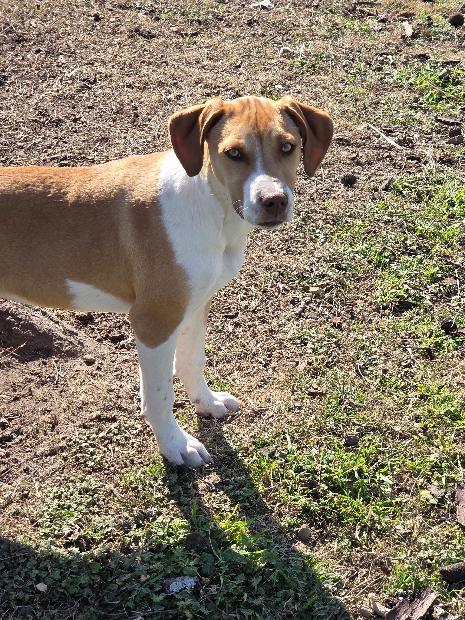 Enlarge June, a ADOPTABLE mixed breed in Melbourne, AR image 3/5