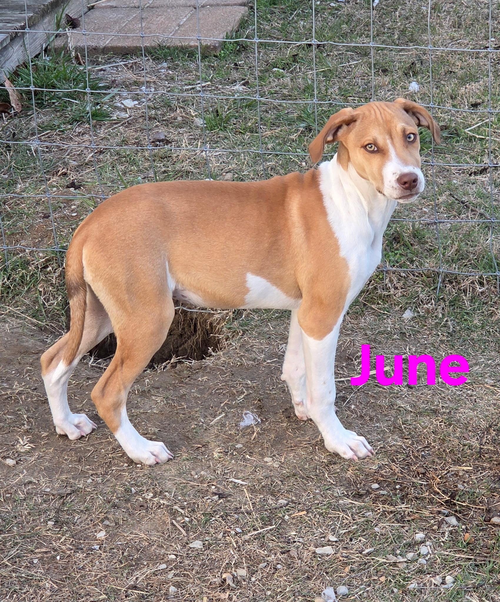 June, ADOPTABLE, Puppy Female Redbone Coonhound & Black Mouth Cur.