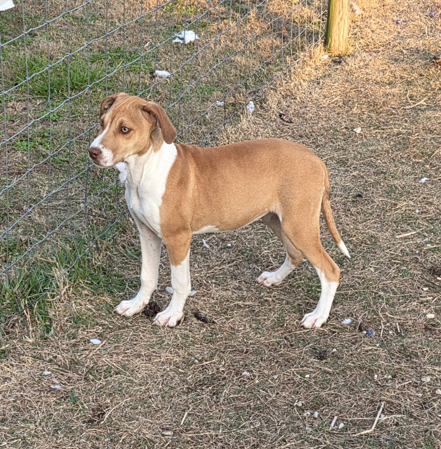 June, a ADOPTABLE mixed breed in Melbourne, AR image 2/2