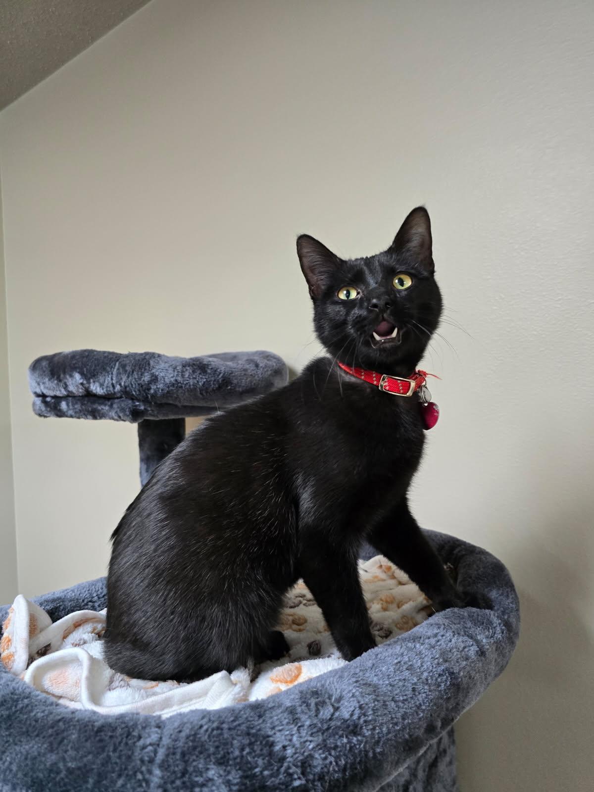 Loki, an adoptable American Shorthair in Spooner, WI, 54801 | Photo Image 3