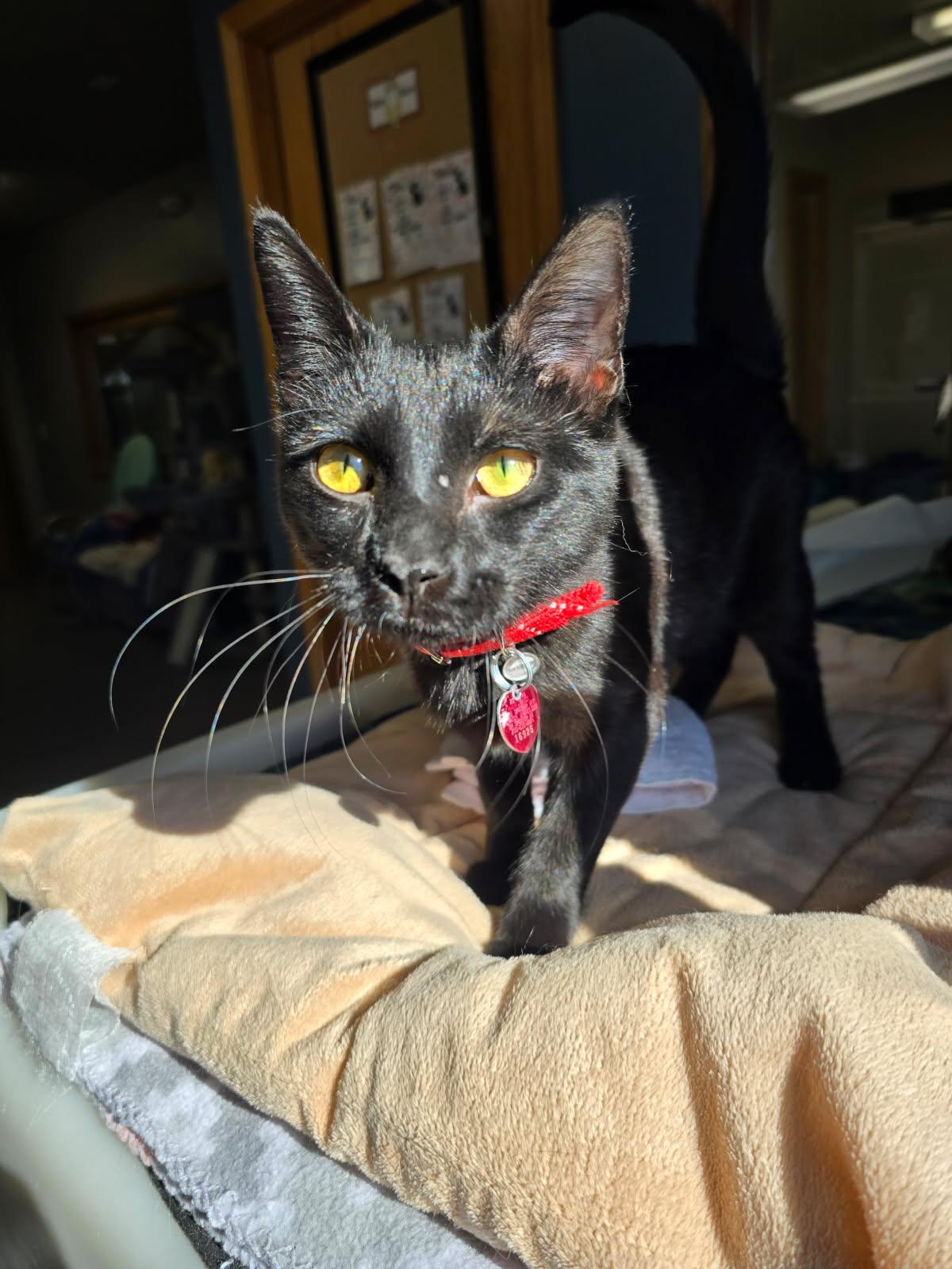 Loki, an adoptable American Shorthair in Spooner, WI, 54801 | Photo Image 2
