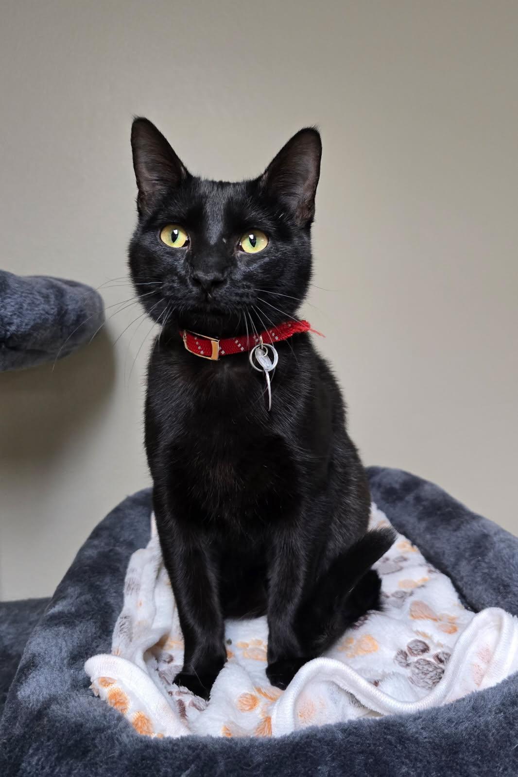Loki, an adoptable American Shorthair in Spooner, WI, 54801 | Photo Image 1
