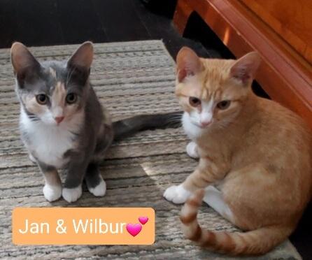 Enlarge Jan, a Adopted Calico in Willingboro, NJ image 1/3