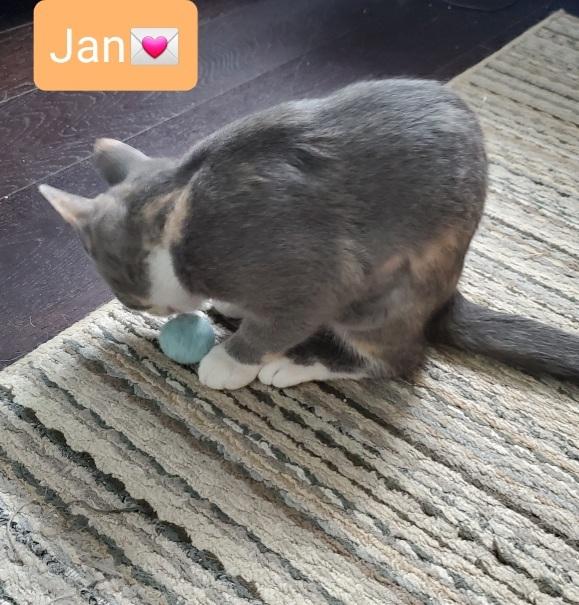 Enlarge Jan, a Adopted Calico in Willingboro, NJ image 2/3