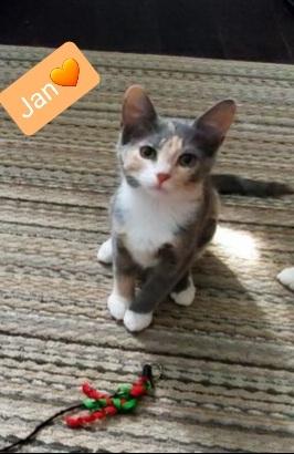 Enlarge Jan, a Adopted Calico in Willingboro, NJ image 3/3
