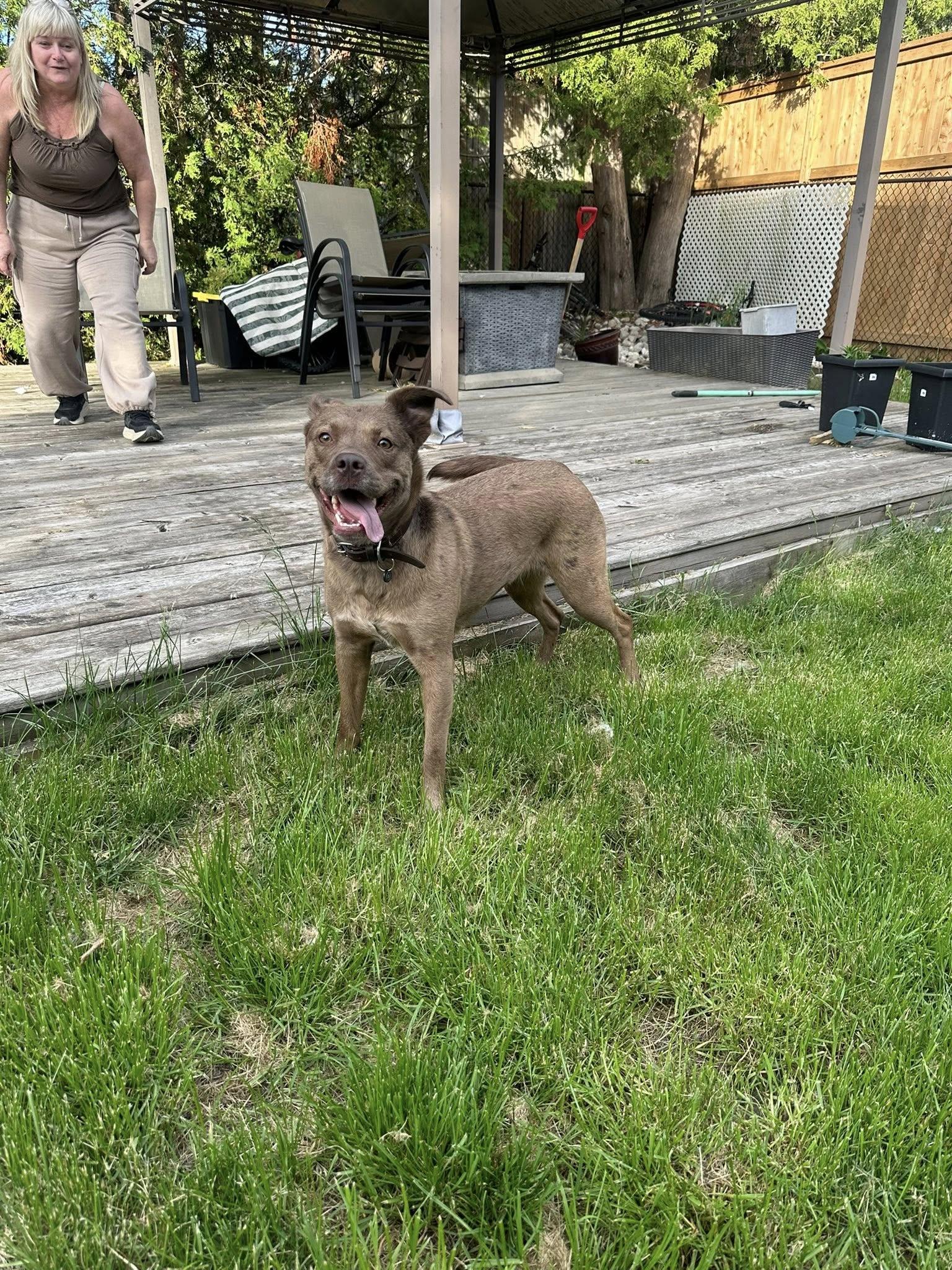 Red, a ADOPTABLE mixed breed in Woodstock, ON image 5/6