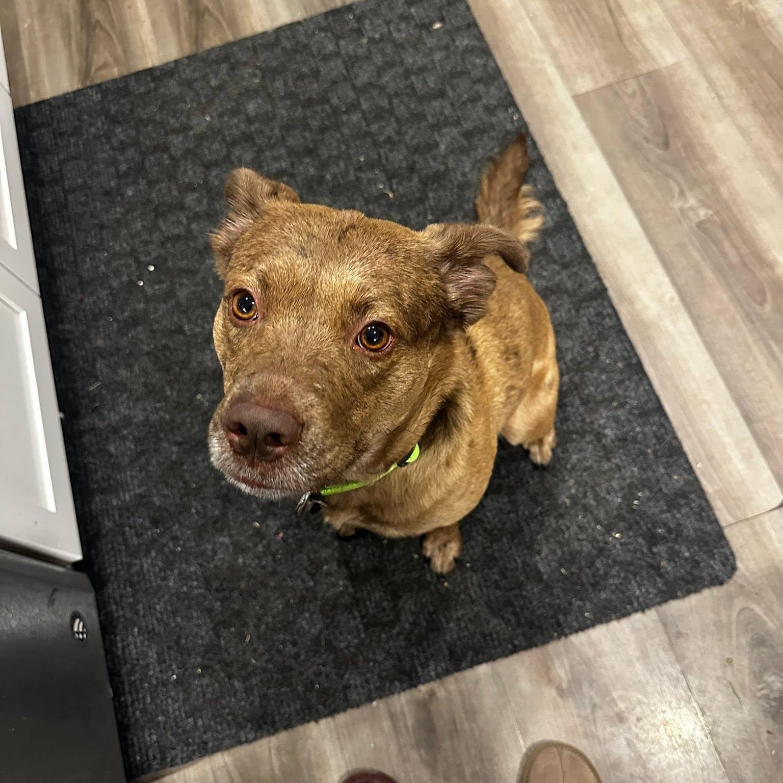 Red, ADOPTABLE, Young Female Catahoula Leopard Dog & Australian Cattle Dog / Blue Heeler.