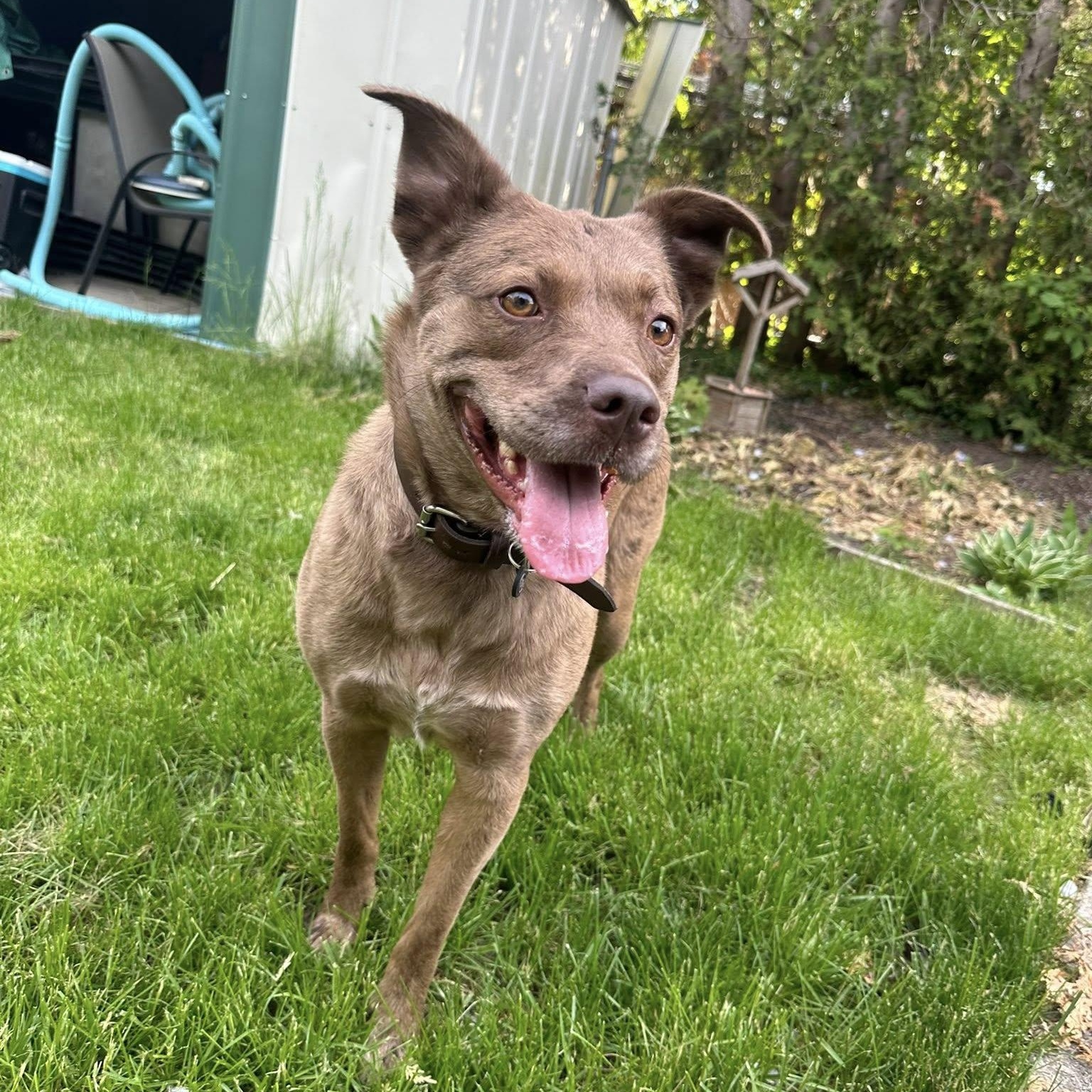 Red, a ADOPTABLE mixed breed in Woodstock, ON image 4/6