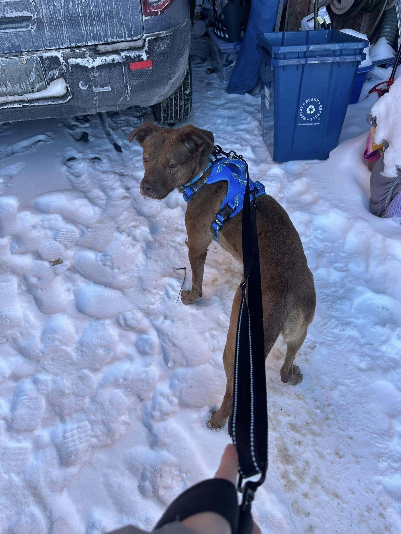 Red, a ADOPTABLE mixed breed in Woodstock, ON image 4/6