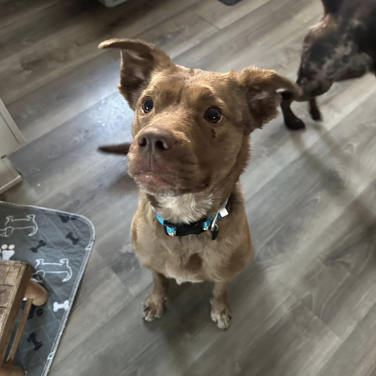 Red, a ADOPTABLE mixed breed in Woodstock, ON image 2/6