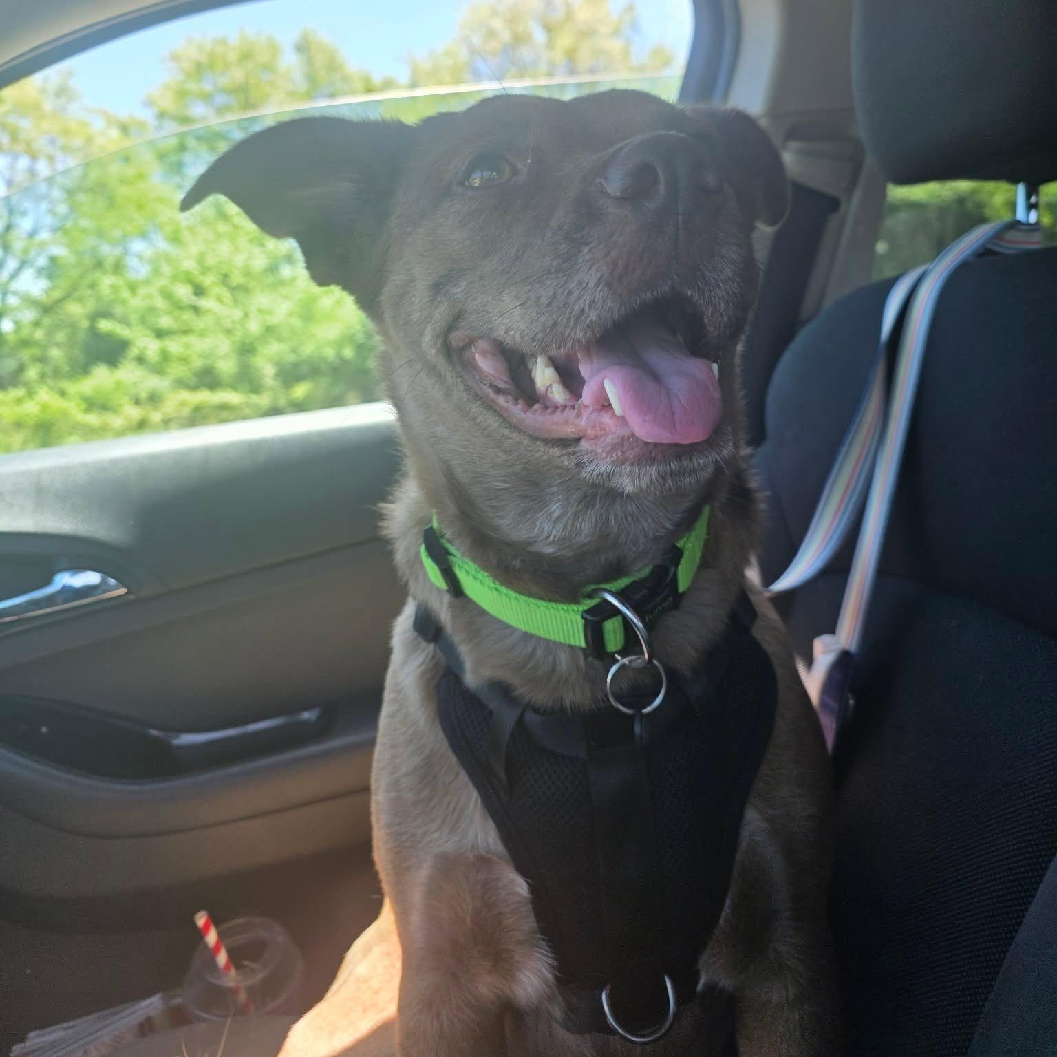 Enlarge Red, a ADOPTABLE mixed breed in Woodstock, ON image 2/6