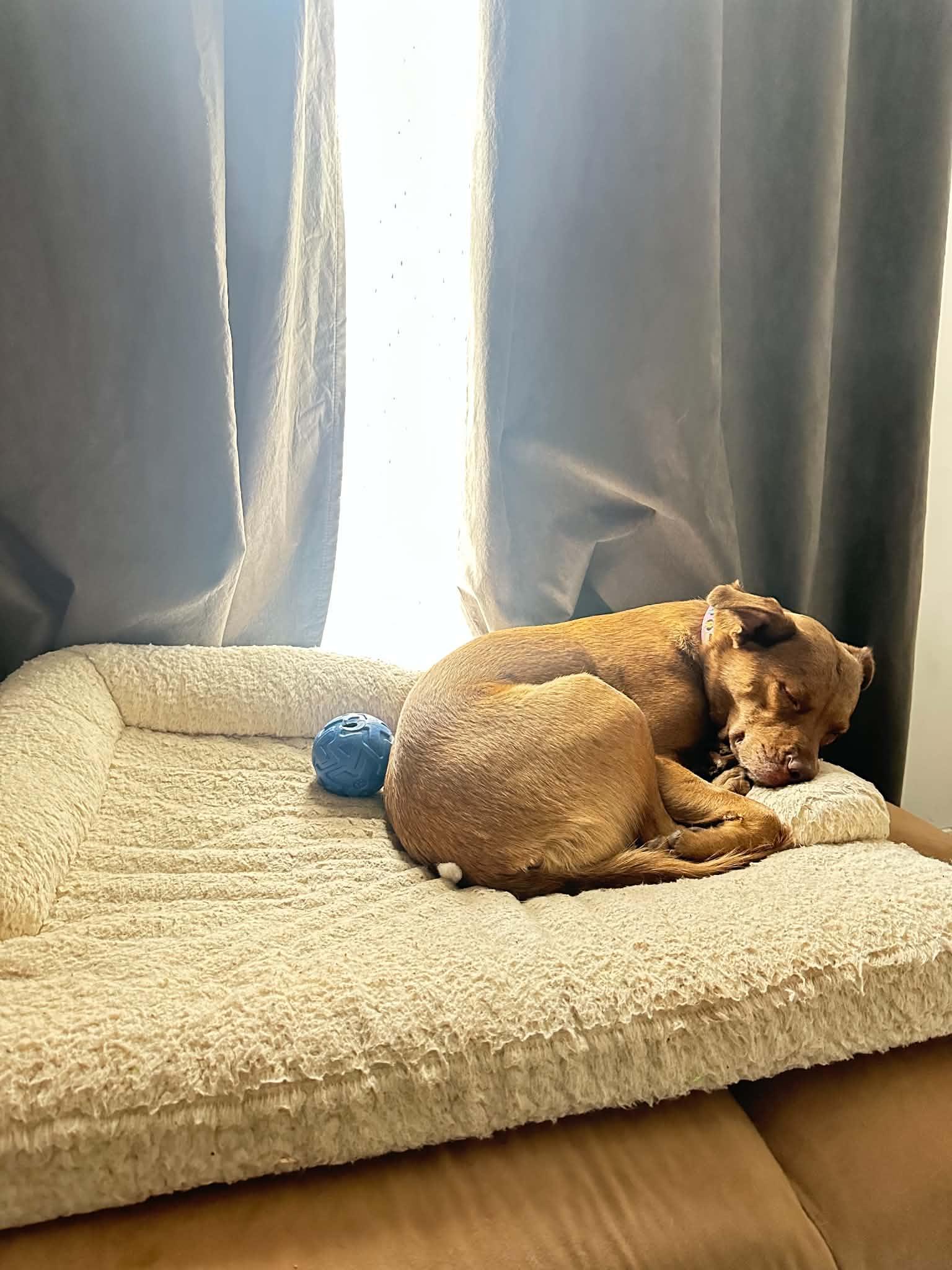 Enlarge Red, a ADOPTABLE mixed breed in Woodstock, ON image 4/6