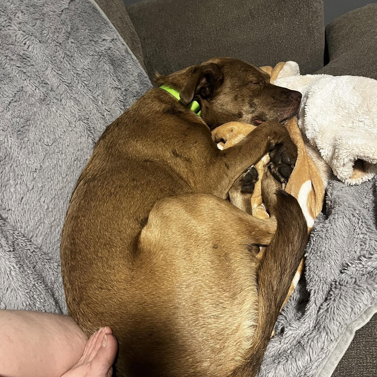 Enlarge Red, a ADOPTABLE mixed breed in Woodstock, ON image 3/6
