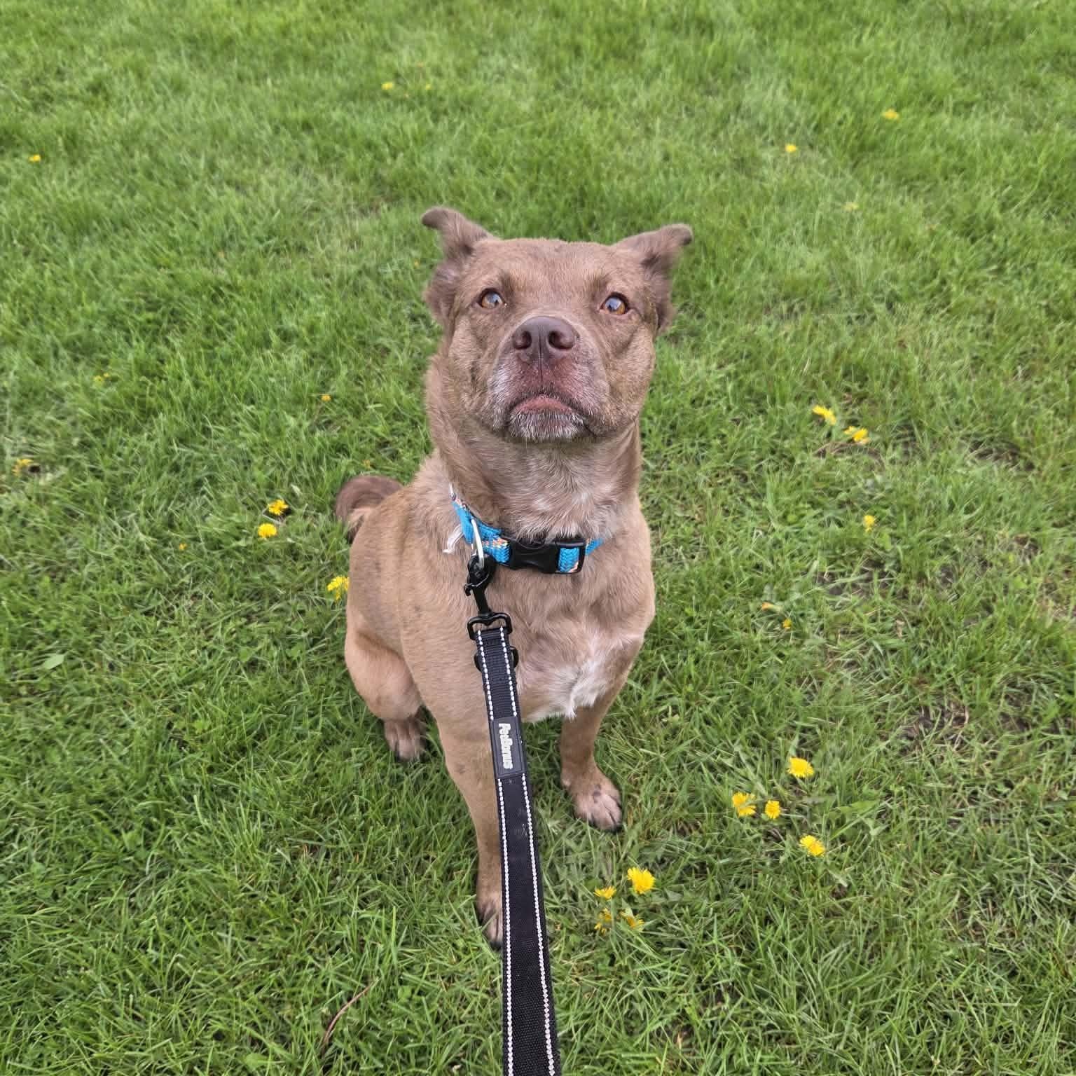 Enlarge Red, a ADOPTABLE mixed breed in Woodstock, ON image 2/6