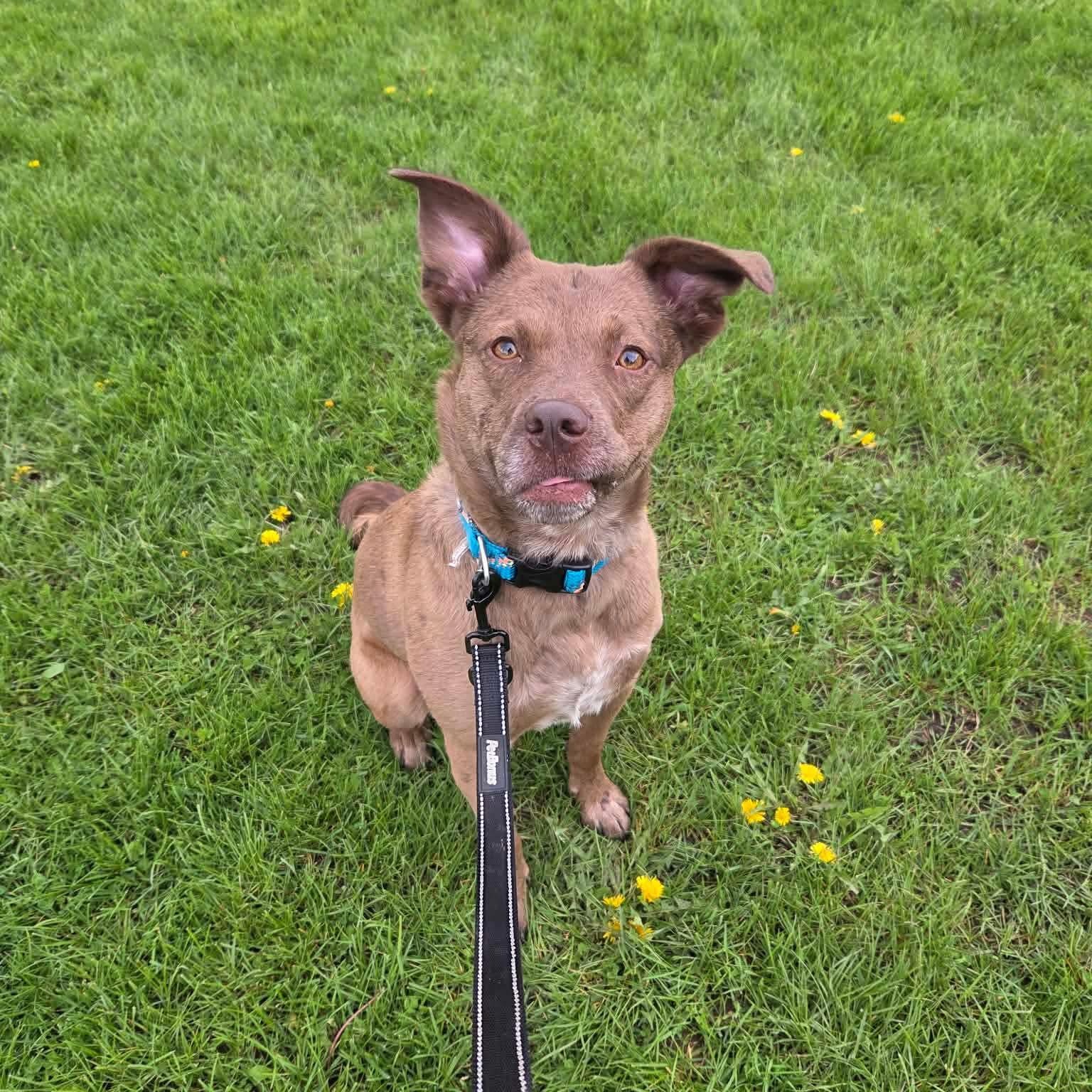 Red, ADOPTABLE, Young Female Catahoula Leopard Dog & Australian Cattle Dog / Blue Heeler.
