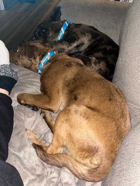 Red, a ADOPTABLE mixed breed in Woodstock, ON image 6/6