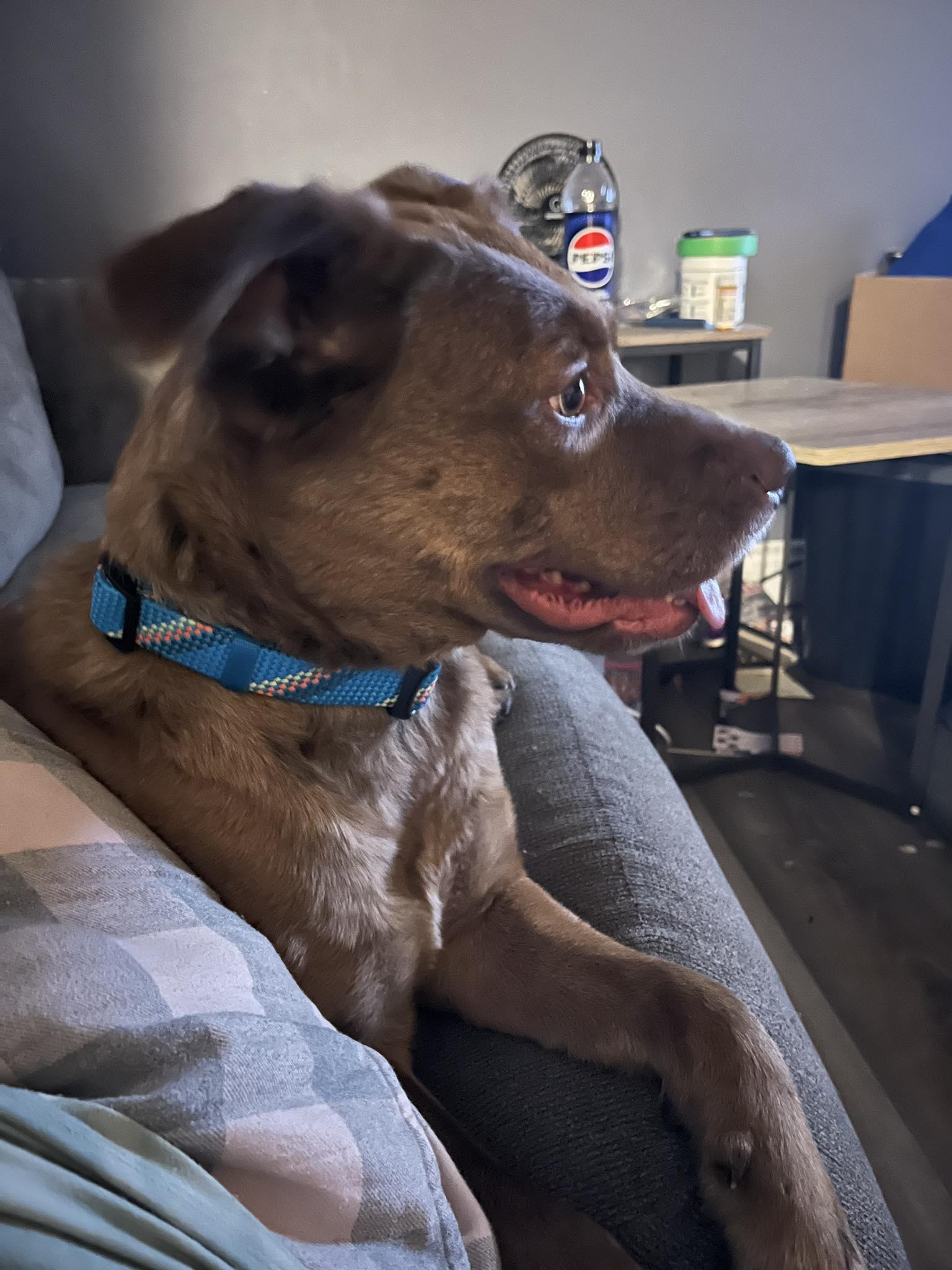 Red, a ADOPTABLE mixed breed in Woodstock, ON image 5/6